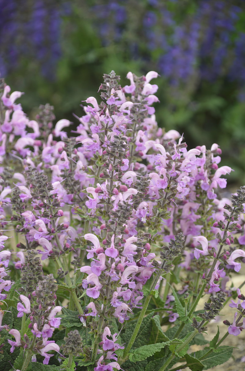 Salvia greggii 'Lipstick' in piena fioritura con fiori rosso intenso in giardino