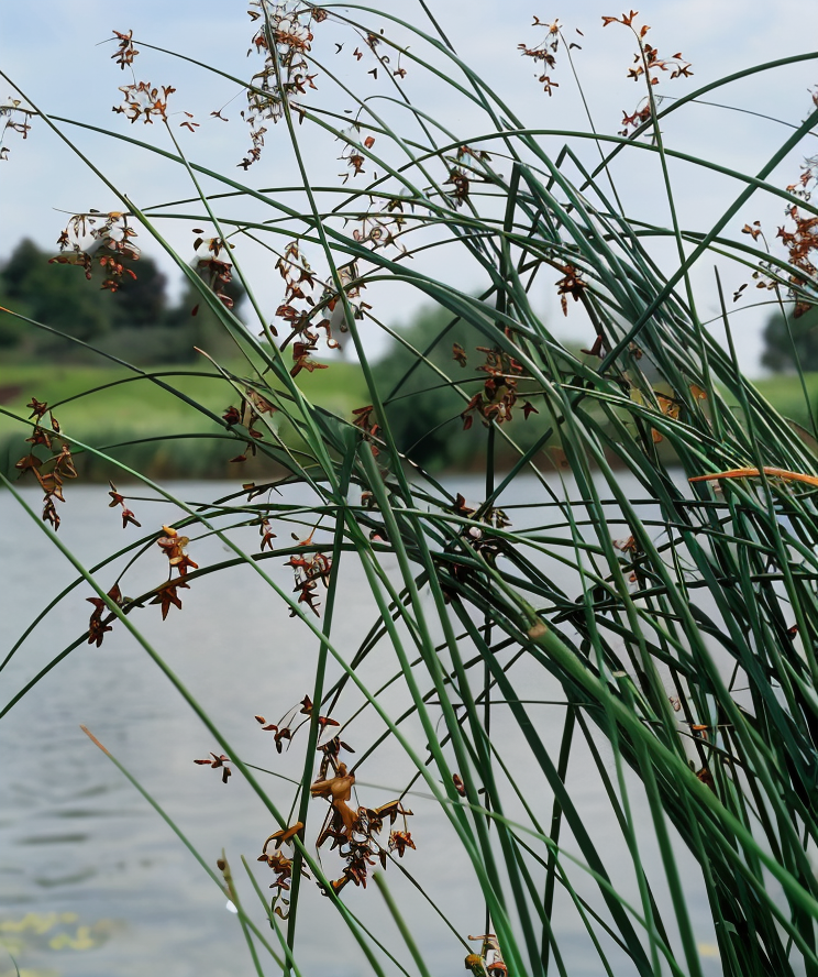 Schoenoplectus tabernaemontani, Scirpo Zebrato con riflessi sull'acqua in un laghetto