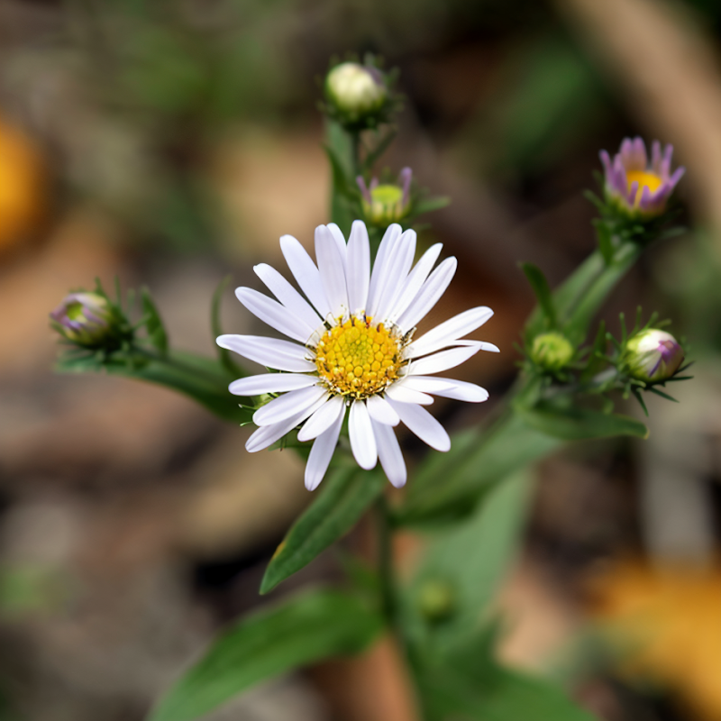 Symphyotrichum divaricatum aster bianco dei boschi in giardino ombreggiato