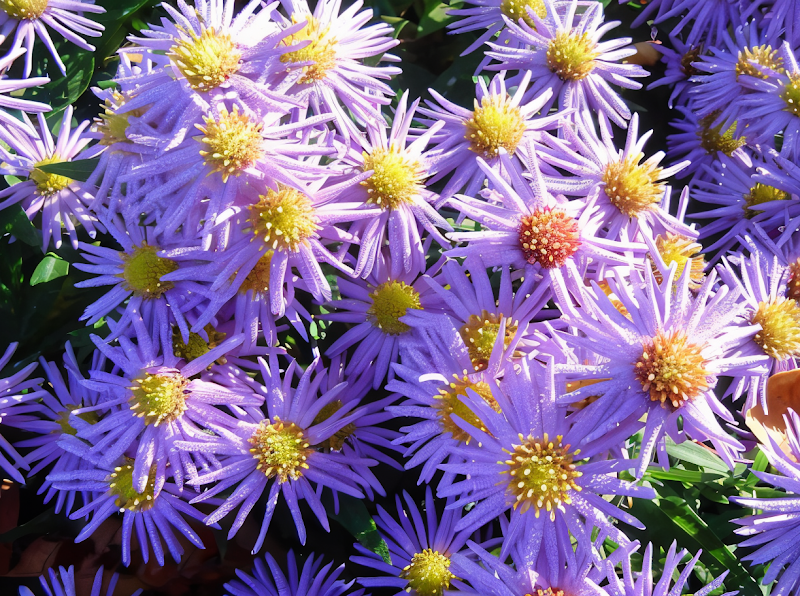 Symphyotrichum dumosum Prof Anton Kippenberg in piena fioritura autunnale