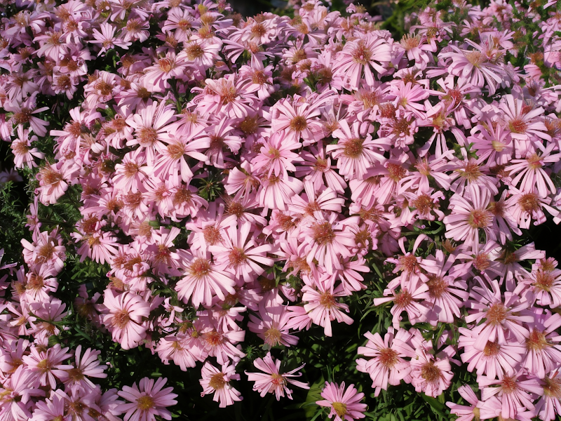 Symphyotrichum dumosum 'Wood's Pink' Aster Dumosus Wood S Pink in piena fioritura con fiori rosa