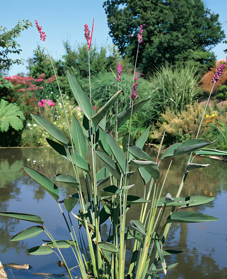 Thalia dealbata, pianta acquatica con fiori viola e foglie glauche, in primo piano in un laghetto ornamentale