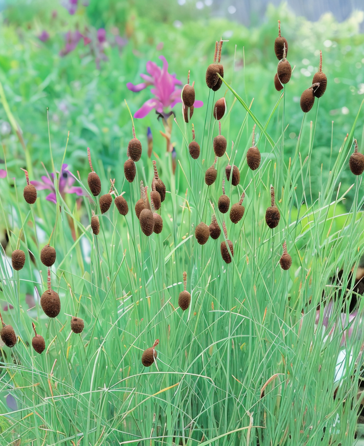 Typha minima in primo piano in un laghetto ornamentale