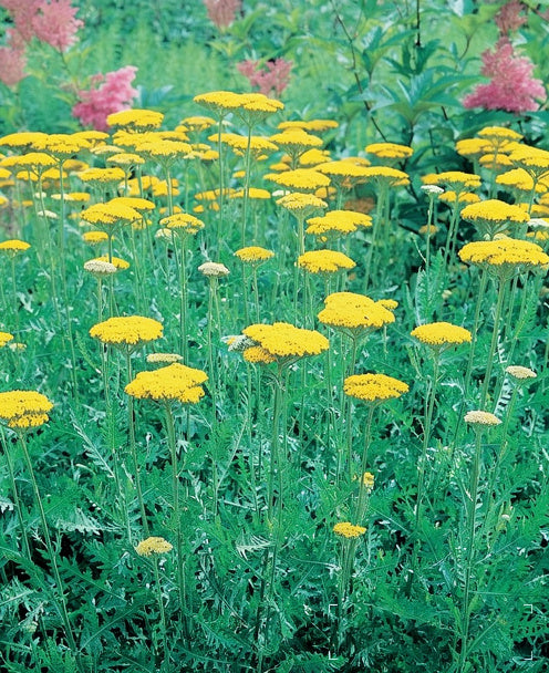 Achillea filipendulina fiorita in una bordura perenne sotto il sole