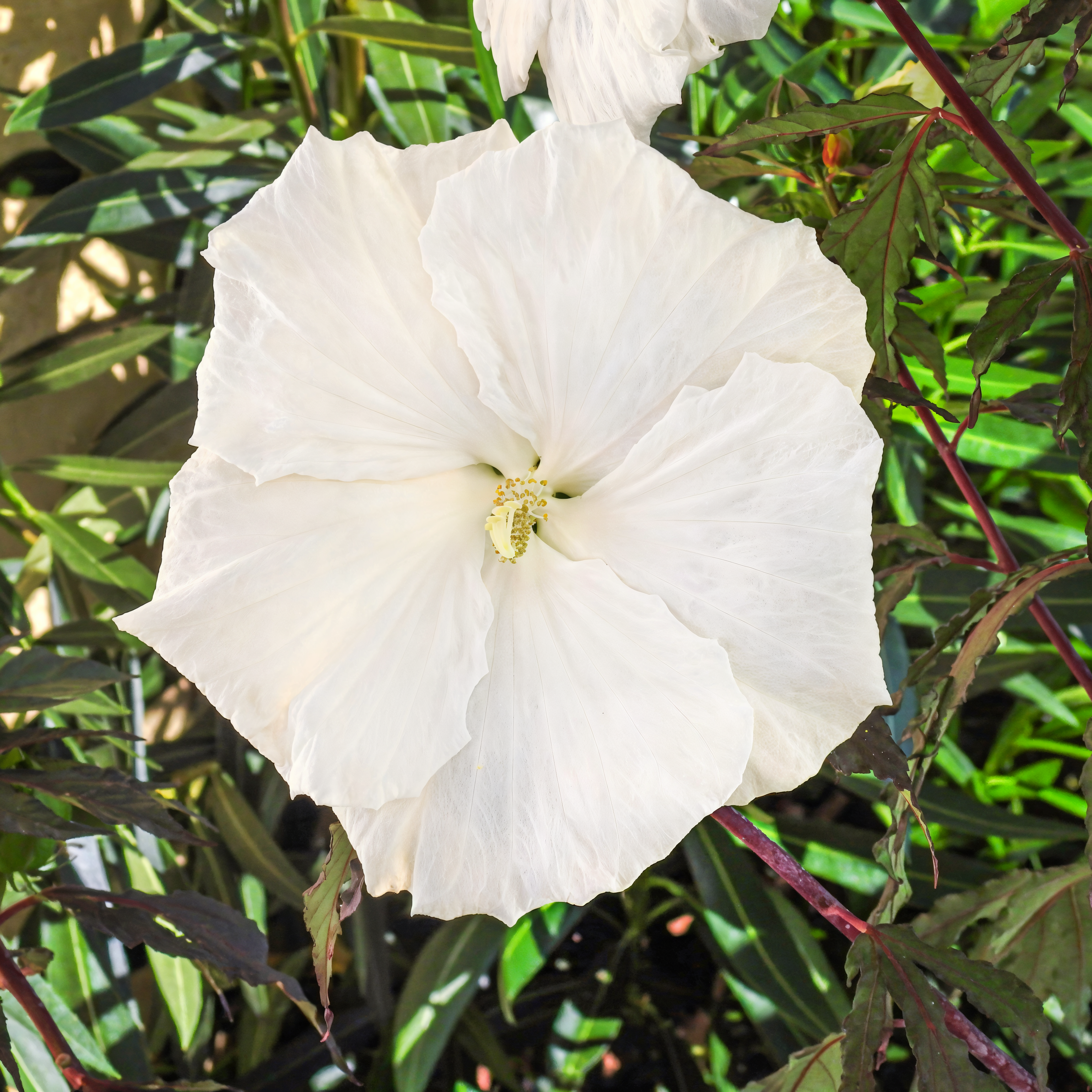Hibiscus moscheutos 'Carousel Ghost' in piena fioritura con grandi fiori bianchi e centro rosa