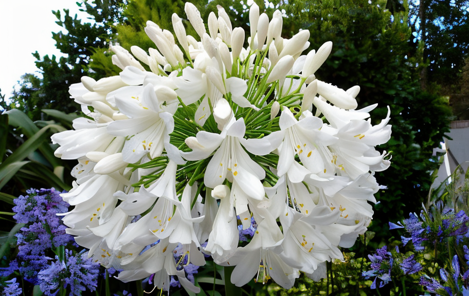Agapanthus Arctic Star in fiore con sfondo verde lussureggiante