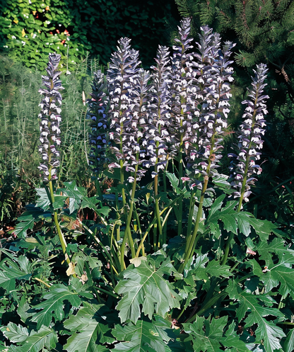 Acanthus mollis, Acanto in piena fioritura con foglie lucide