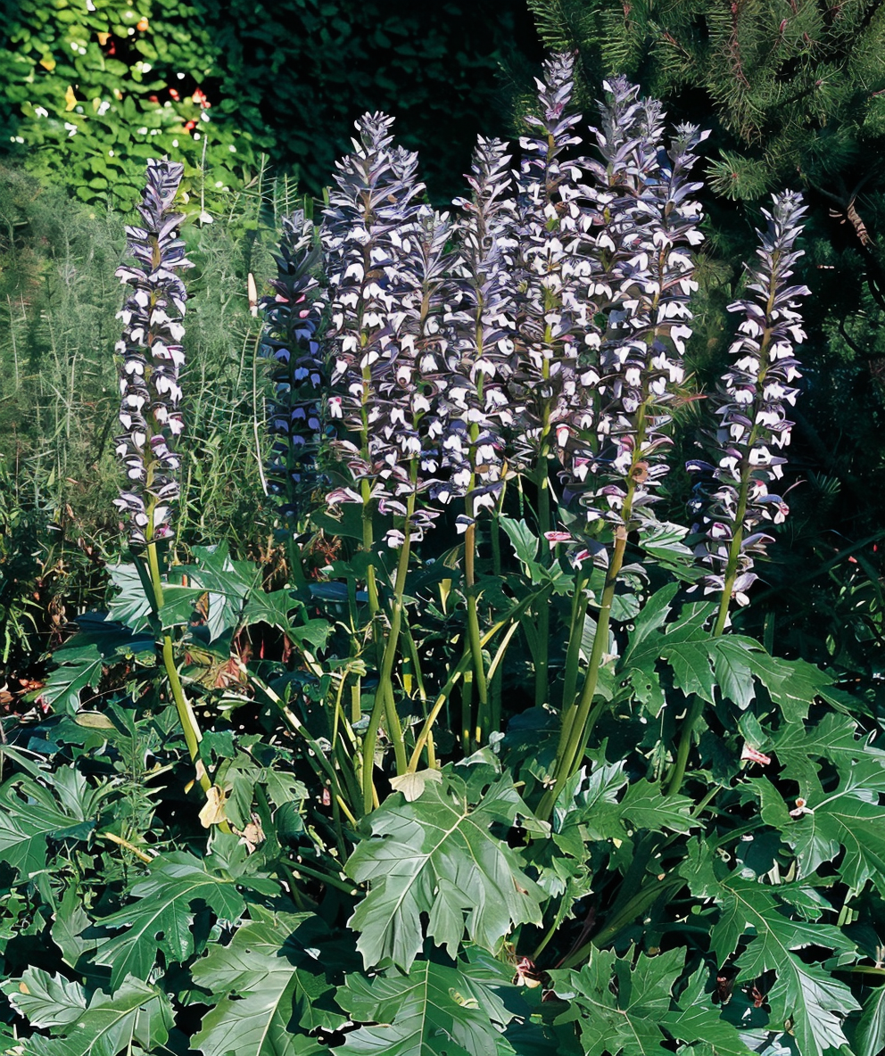 Acanthus mollis, Acanto in piena fioritura con foglie lucide