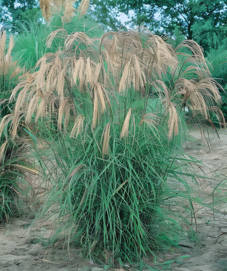 Miscanthus sinensis 'Flamingo' con infiorescenze rosa-argentate in un giardino al tramonto