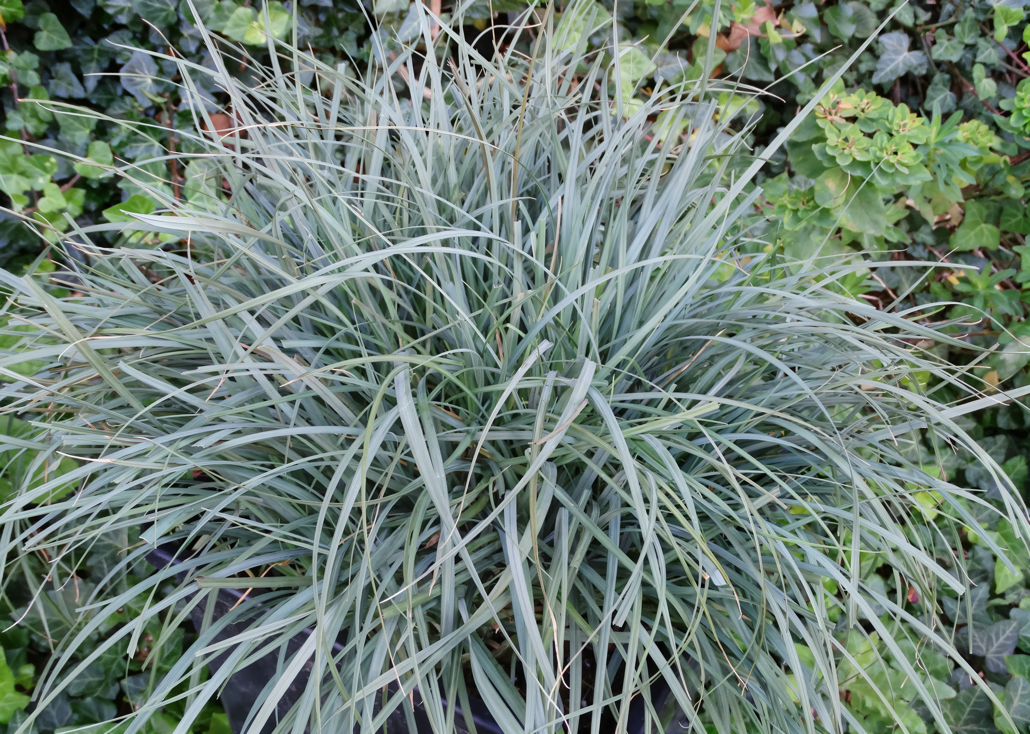 Carex panicea 'Pamira' in giardino, graminacea ornamentale
