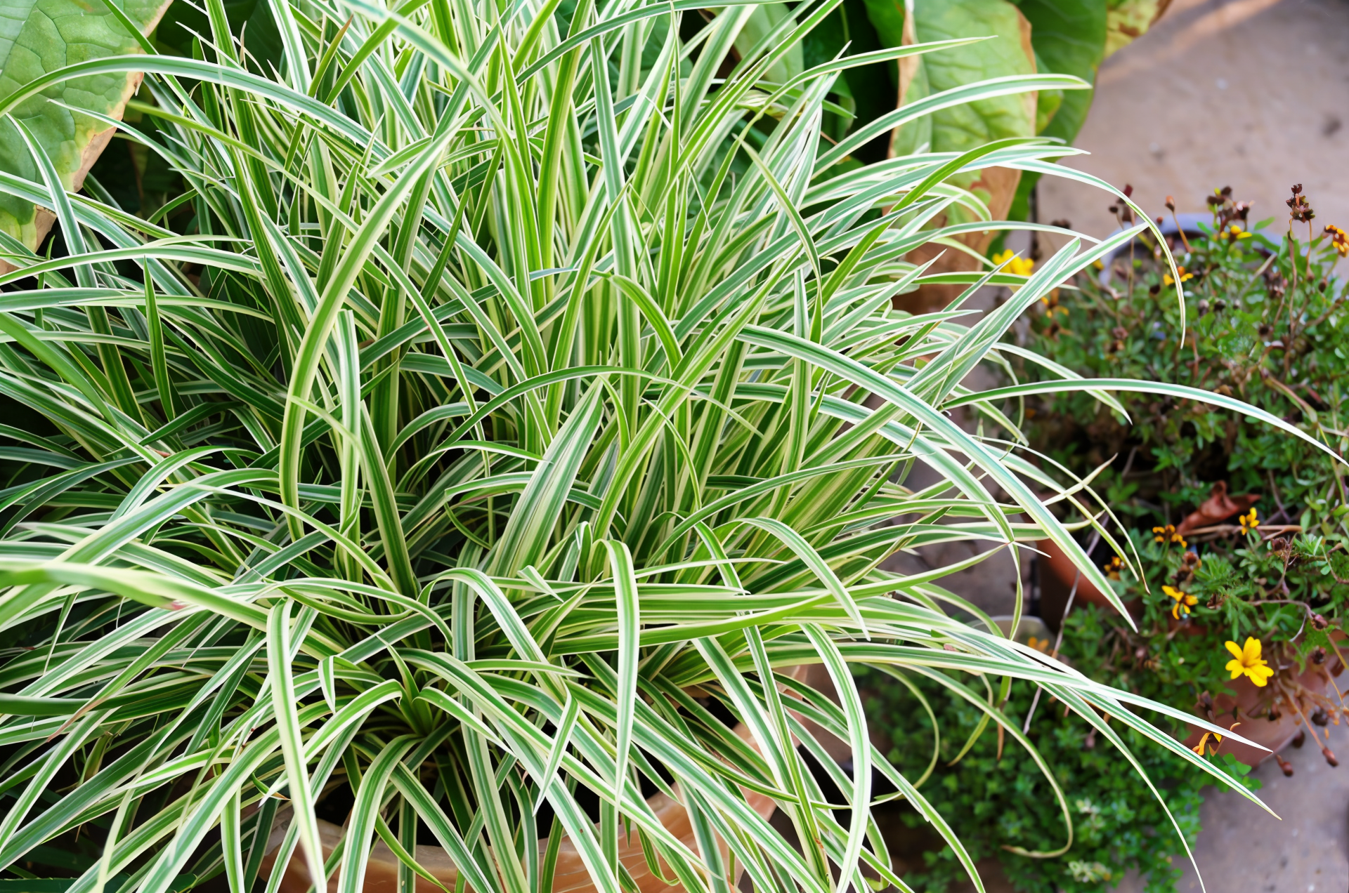 Carex morrowii 'Vanilla Ice' in bordura, foglie variegate verde e crema