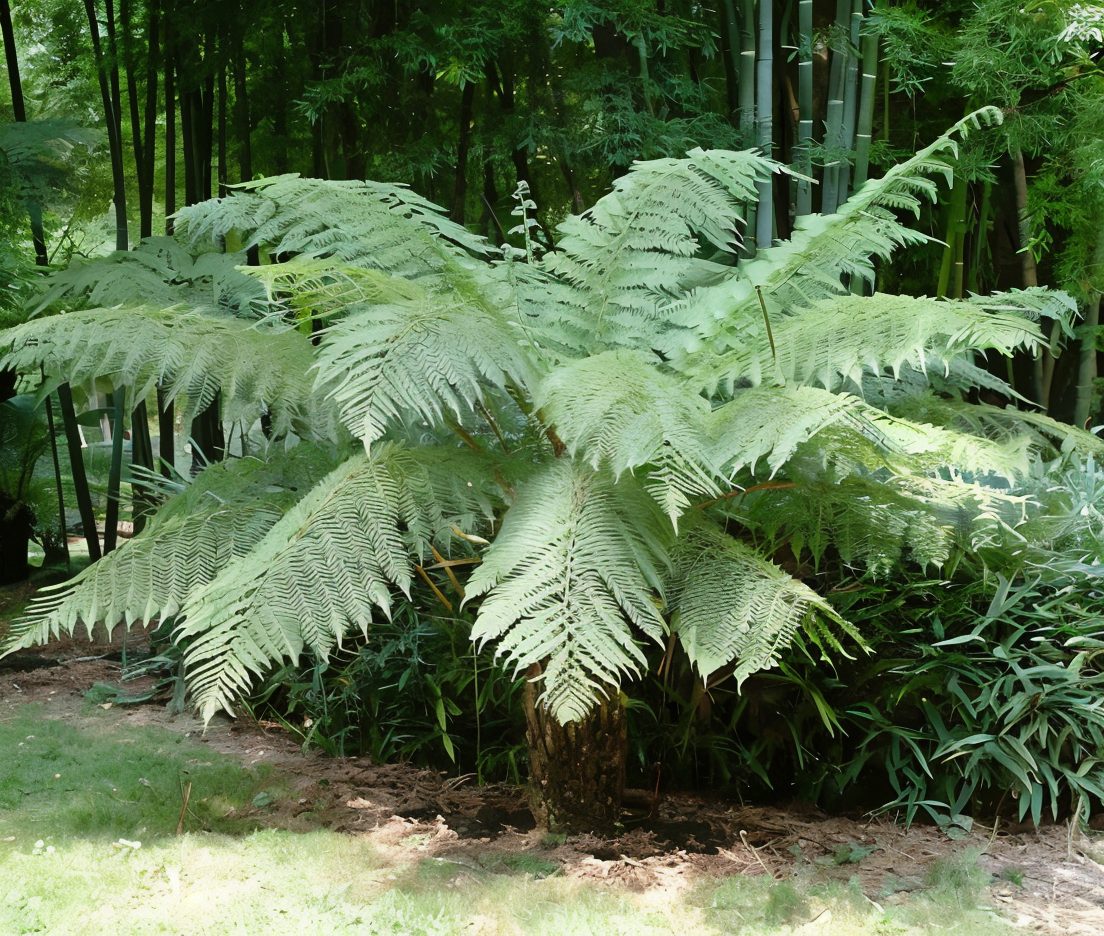Dicksonia antarctica, felce arborea della Tasmania, nel suo ambiente naturale in giardino
