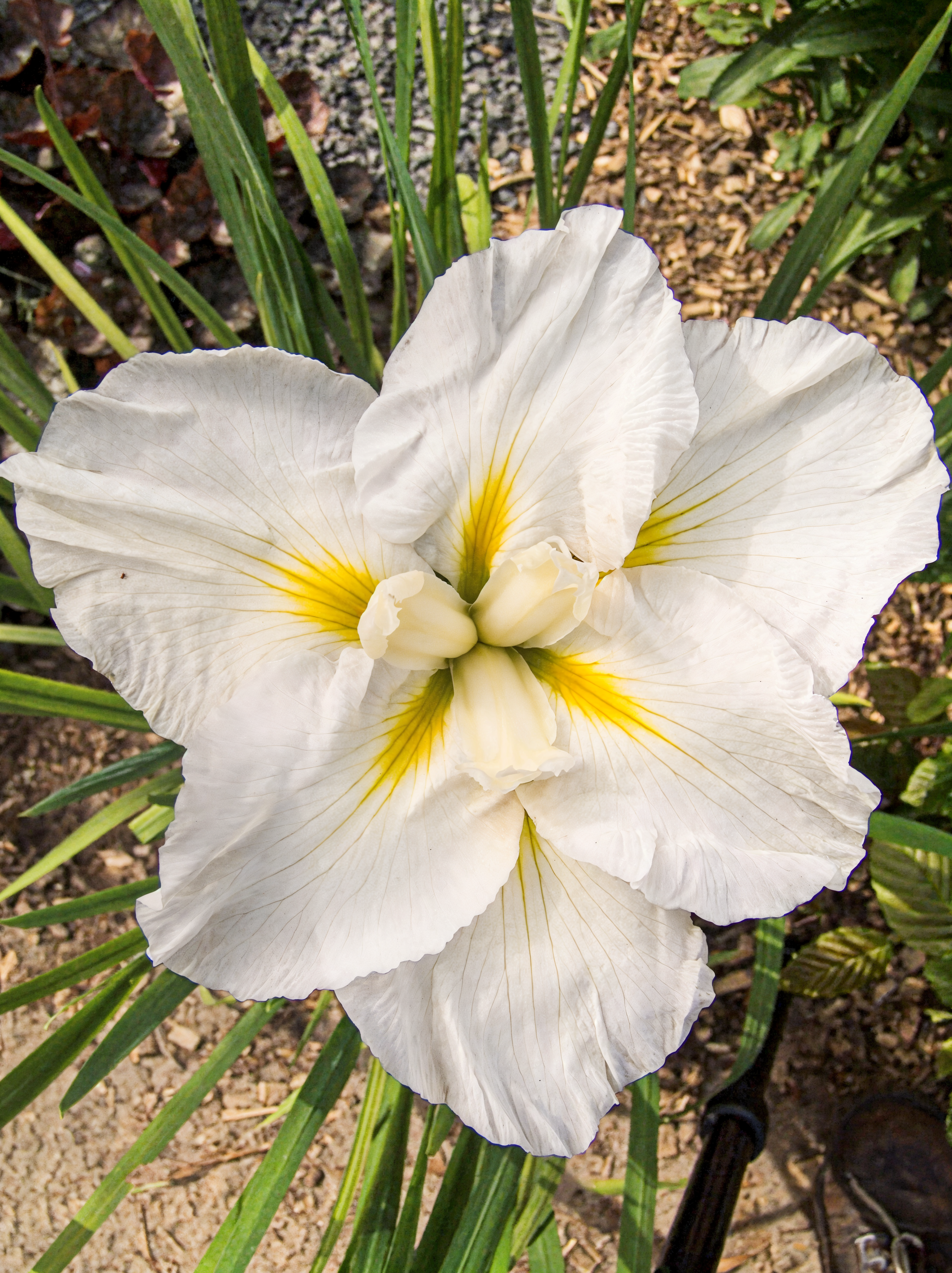 Iris ensata 'Gold Bound' in piena fioritura in un giardino acquatico