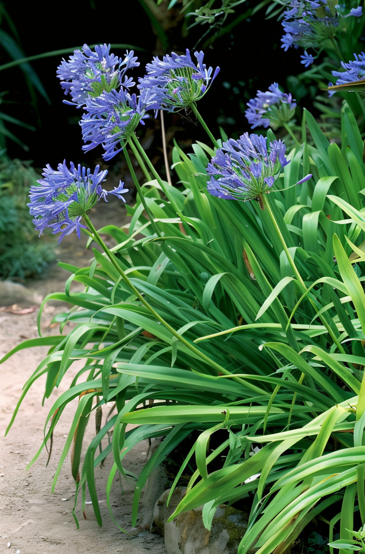 Agapanthus Purple Cloud in fiore in un giardino mediterraneo