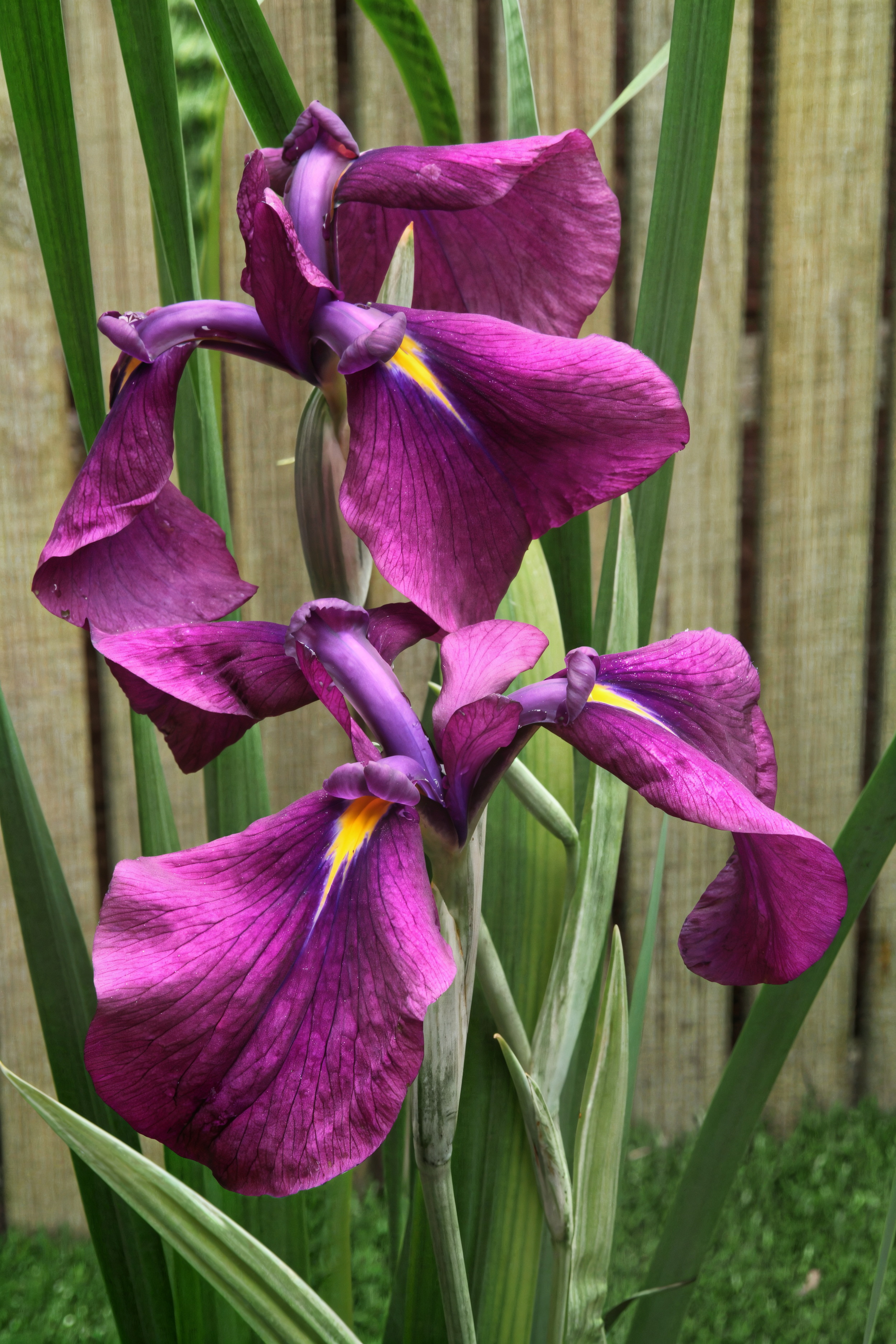 Iris ensata 'Silver Band' in piena fioritura in un laghetto ornamentale, con fogliame variegato verde e bianco.
