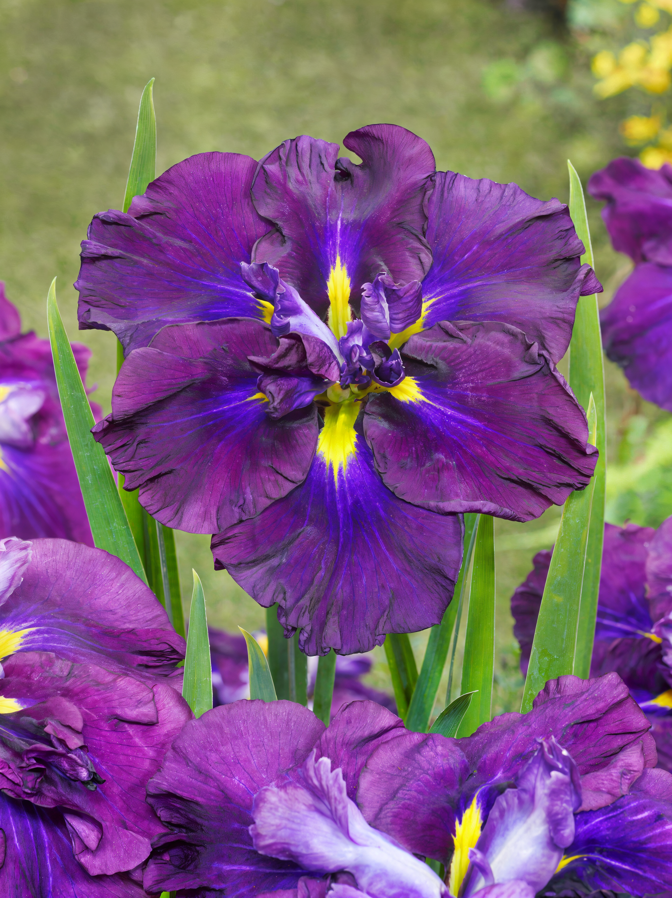Iris ensata 'Dinner Plate Blueberry Pie' in piena fioritura con petali blu-viola
