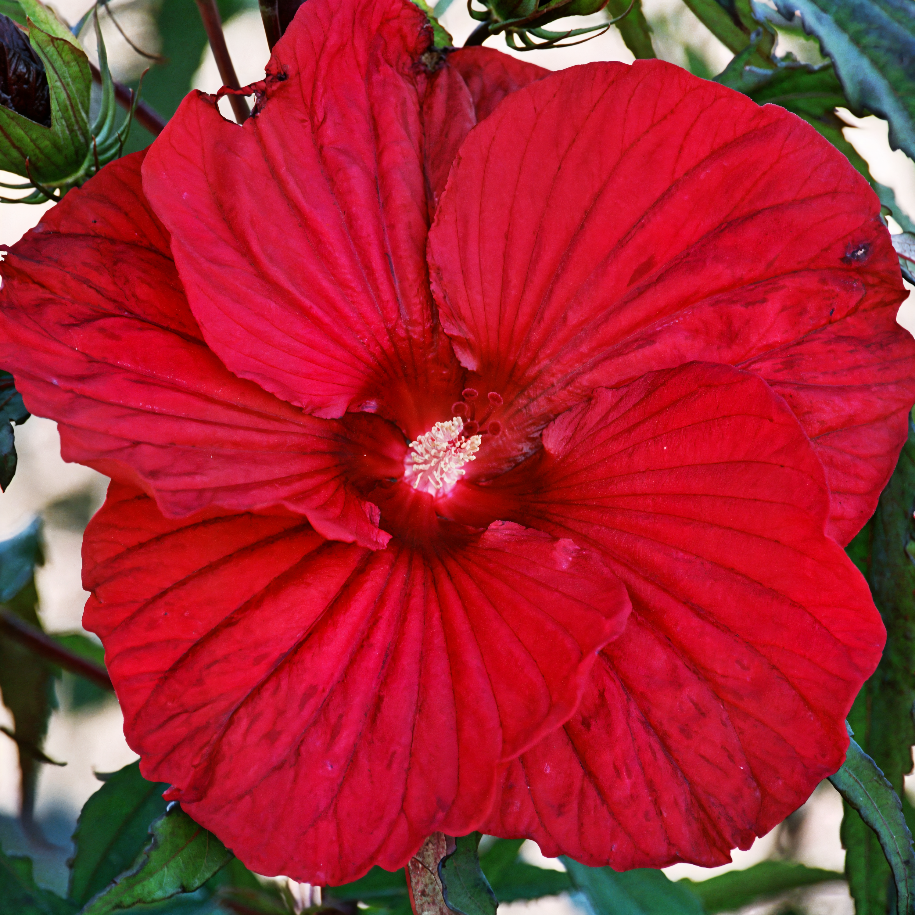 Hibiscus moscheutos 'Fireball' in piena fioritura, un tocco tropicale per il giardino acquatico