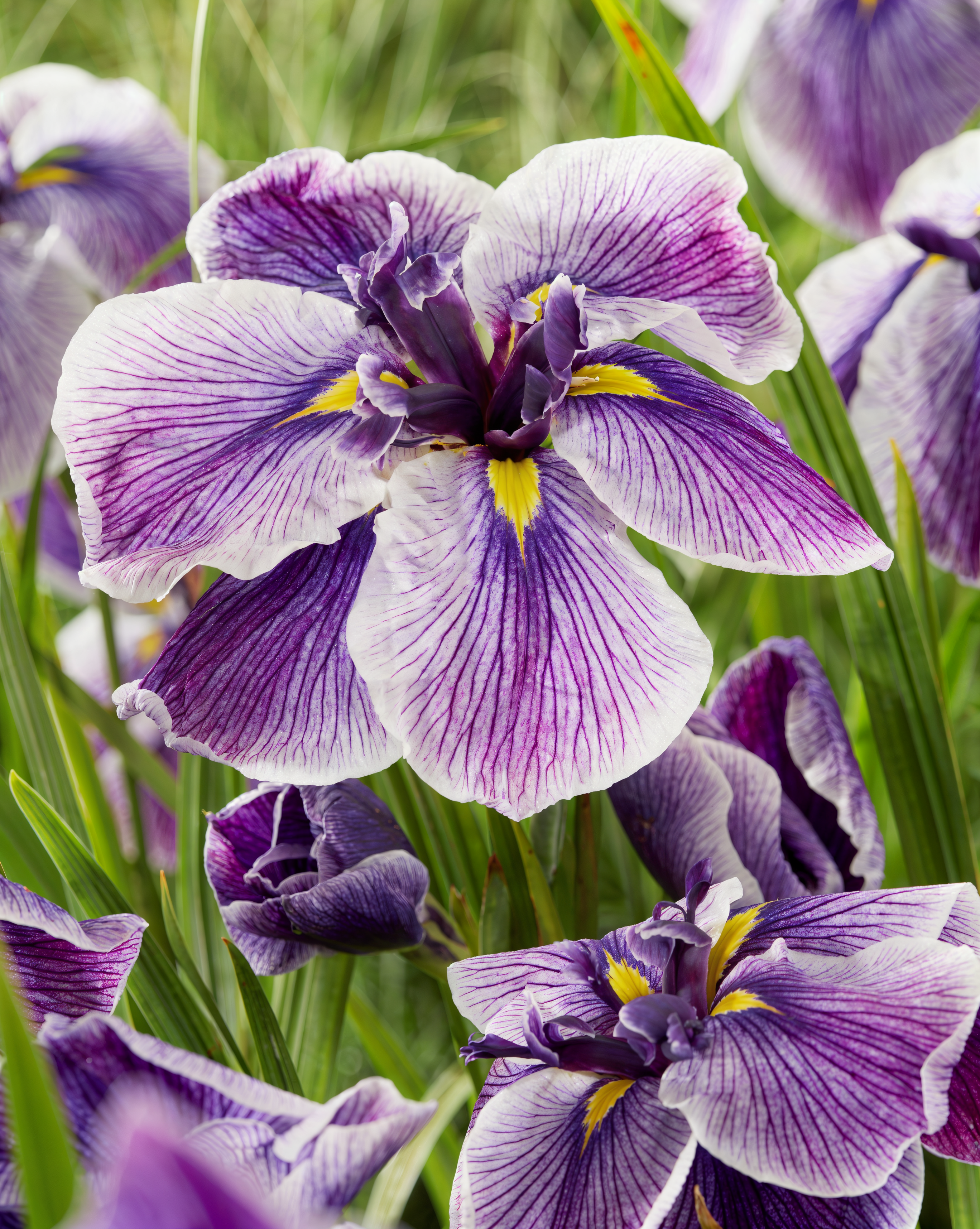 Iris ensata 'Dinner Plate Sundae' in fiore in un giardino acquatico