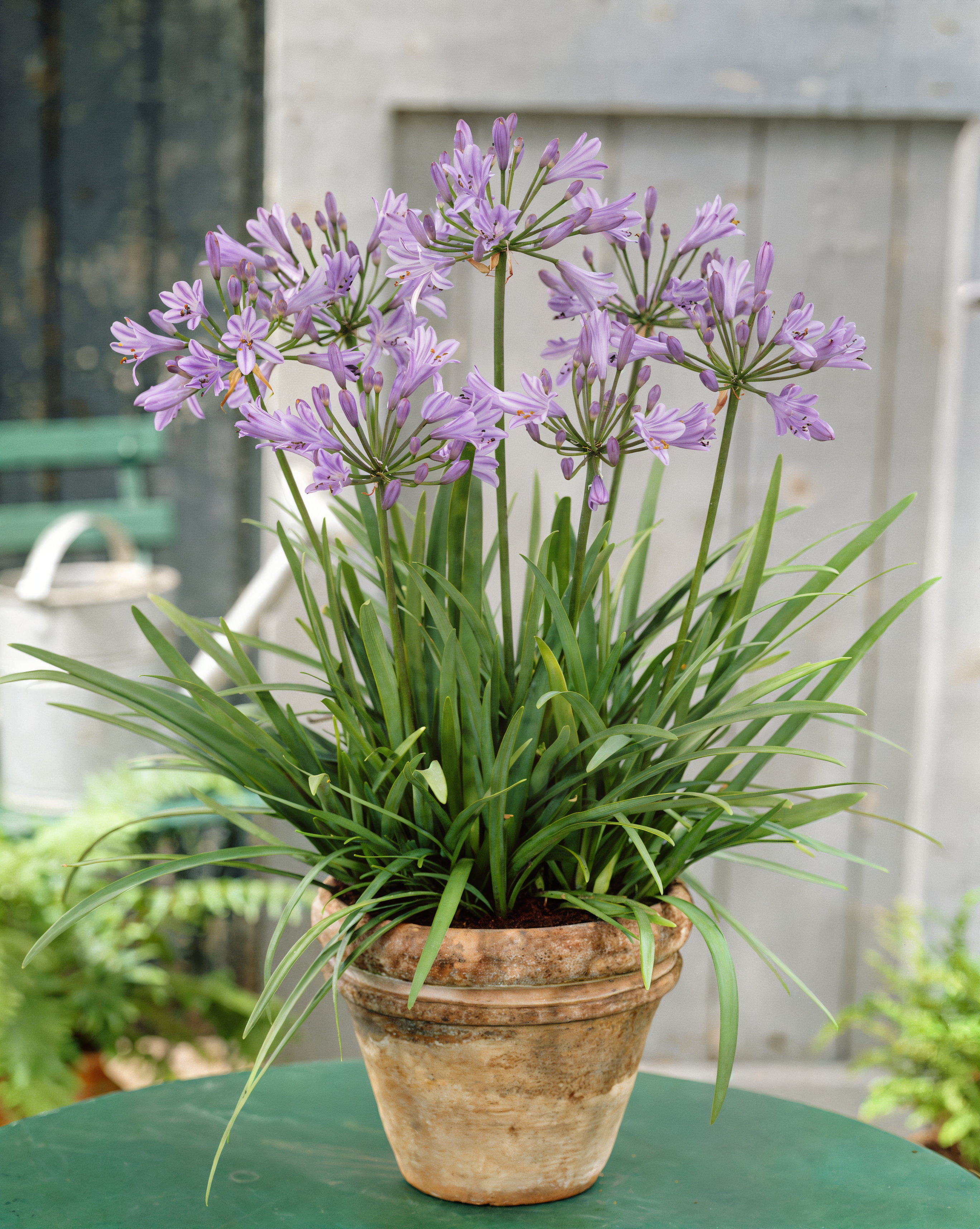 Agapanthus Peter Pan in piena fioritura, fiori blu intenso in un giardino mediterraneo