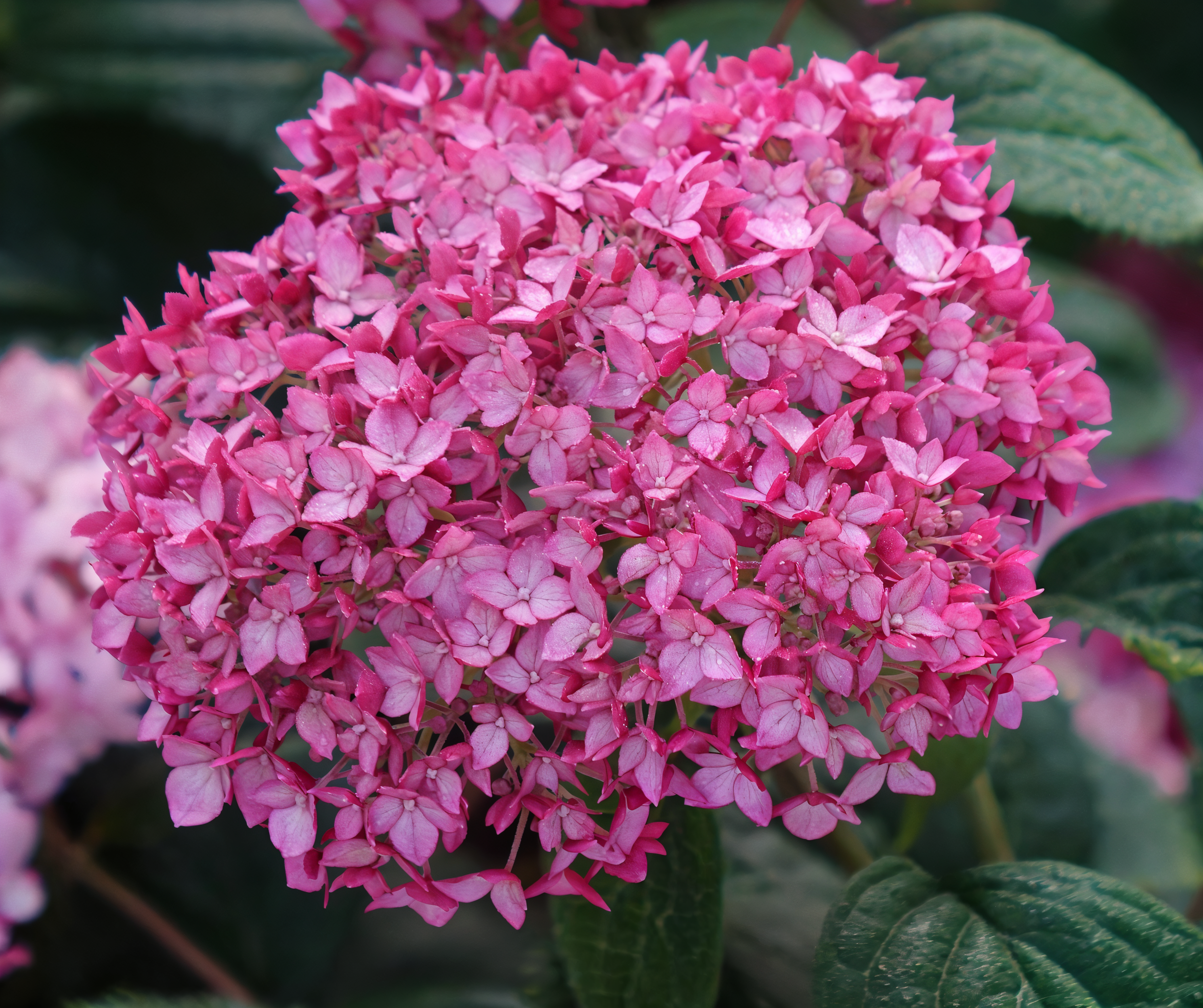 Hydrangea arborescens 'Ruby Annabelle' con fiori rosa rubino in un giardino estivo