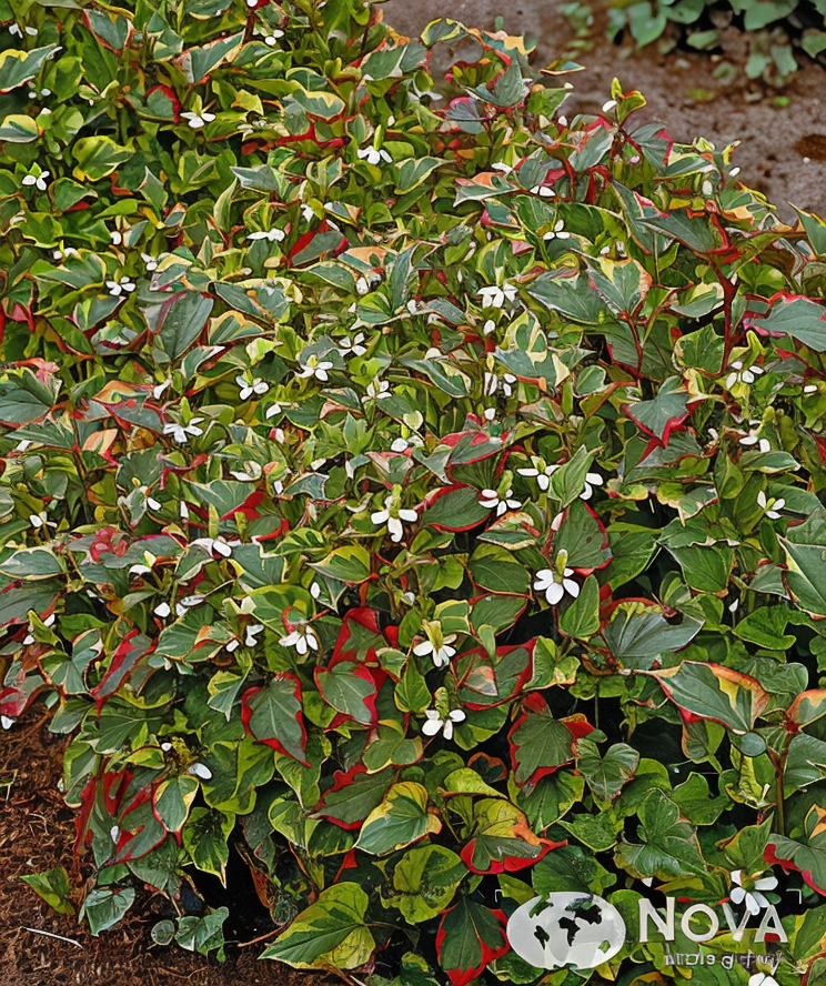 Houttuynia cordata 'Chameleon' con foglie variegate rosse verdi gialle in un giardino acquatico