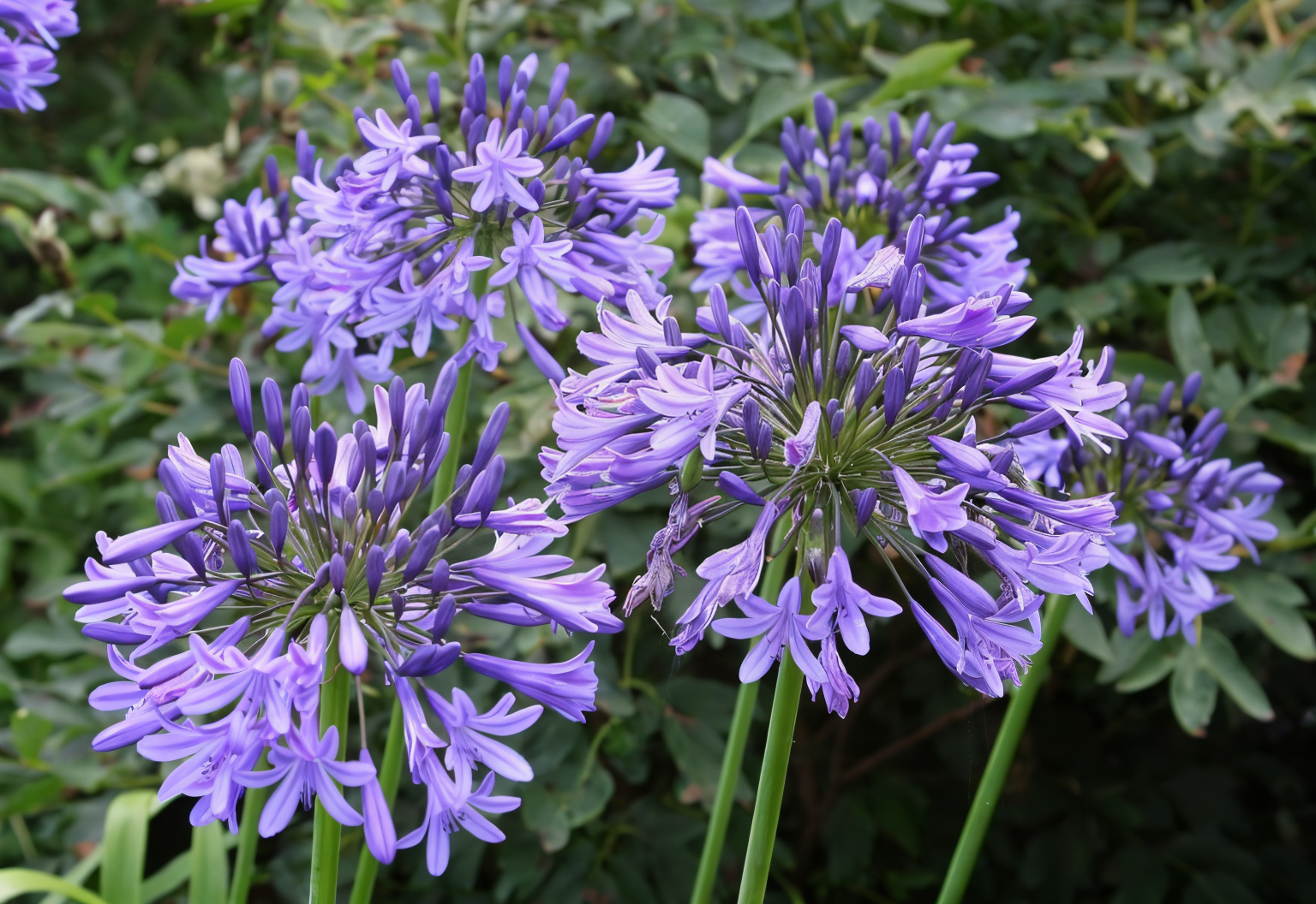 Agapanthus 'Blue Triumphator' in piena fioritura con grandi fiori blu a ombrello