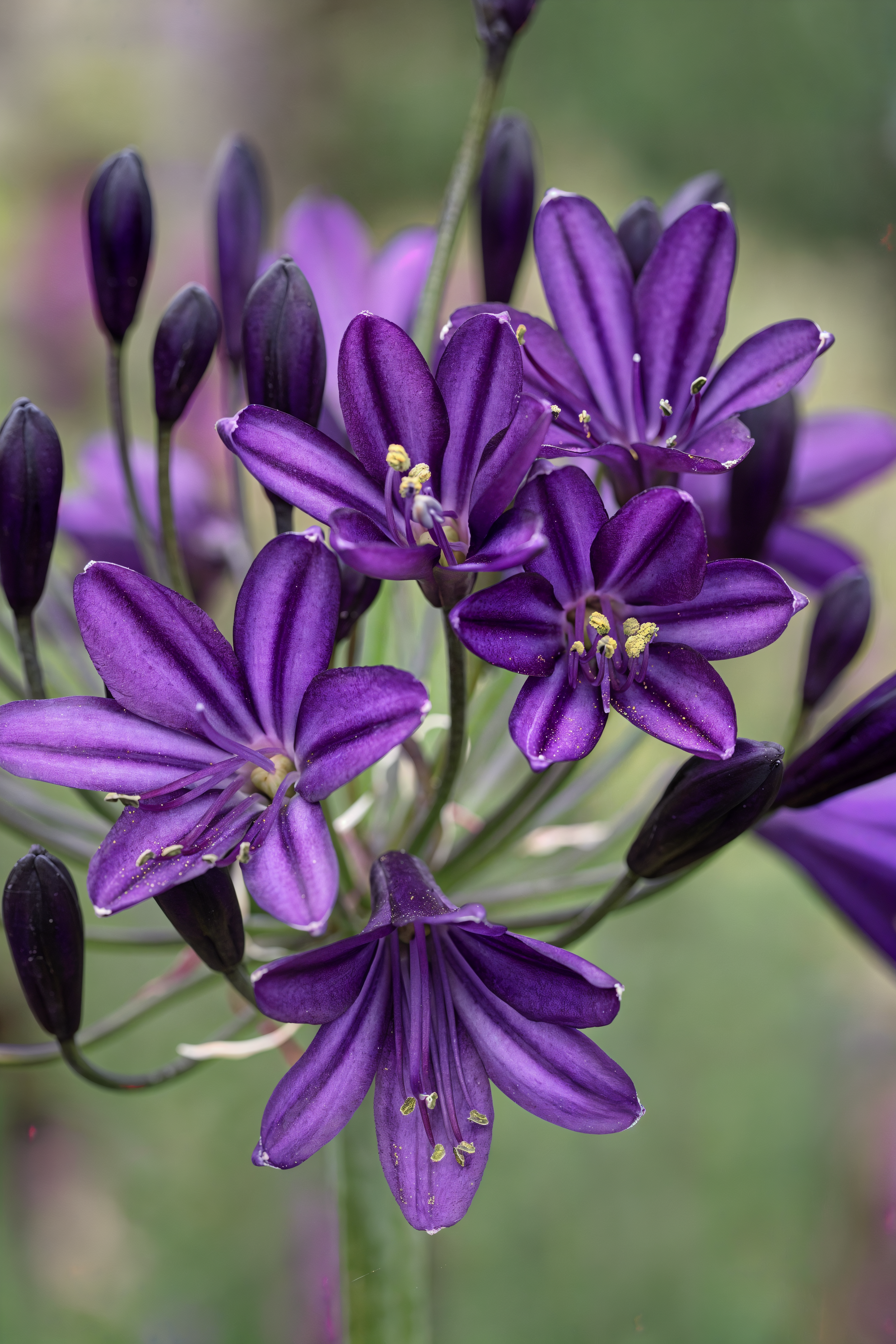 Agapanthus 'Royal Velvet' in piena fioritura, con i suoi fiori viola scuro e steli eleganti, perfetto per bordure