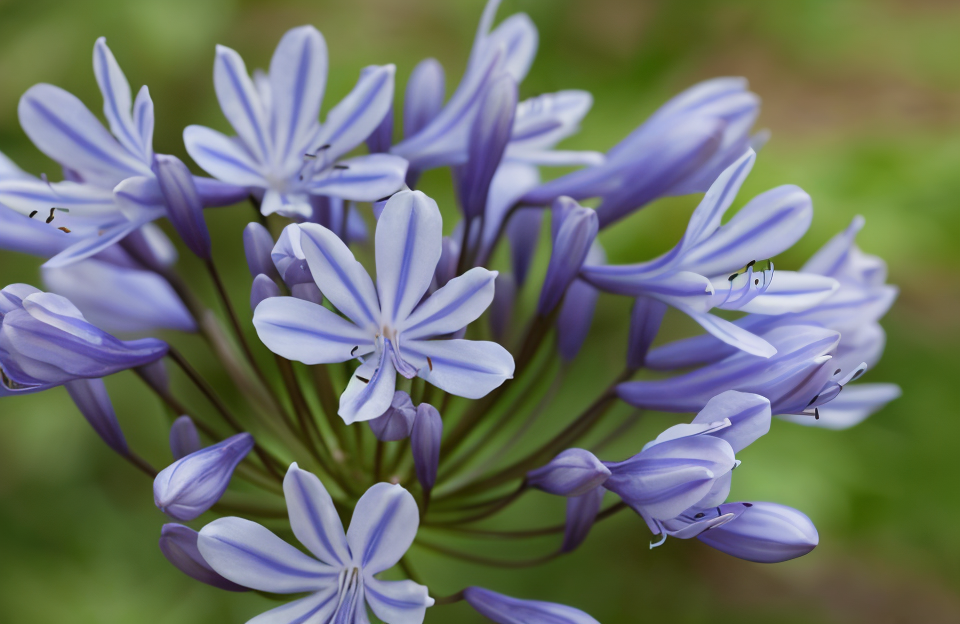 Agapanthus Sweet Surprise in piena fioritura, fiori bicolori bianchi e blu