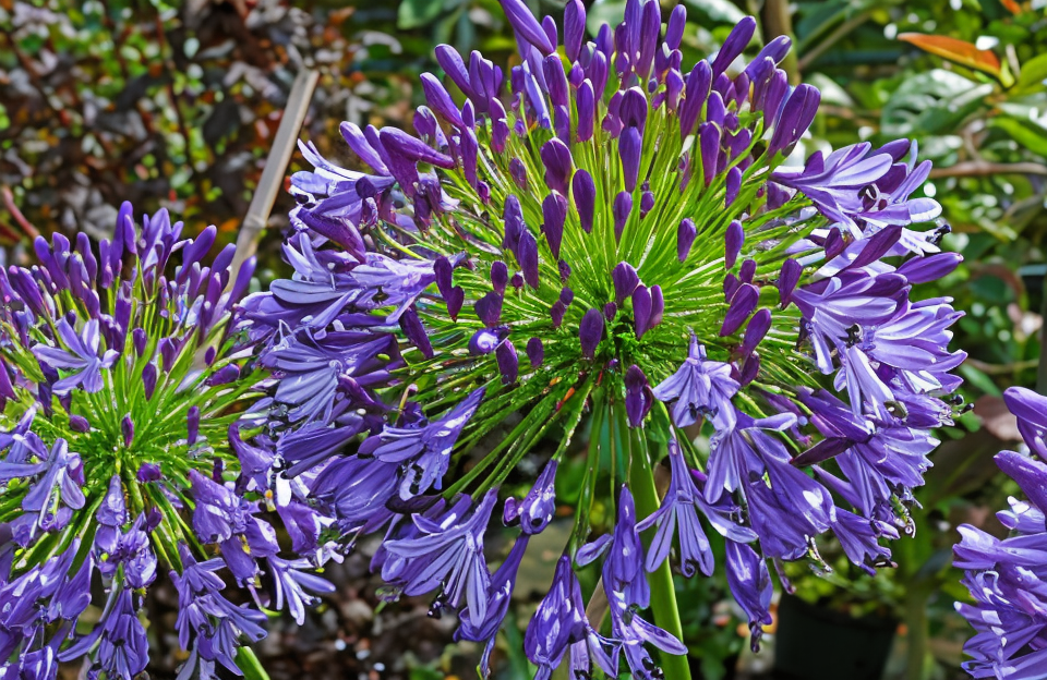 Agapanthus 'Regal Beauty' in piena fioritura in un giardino mediterraneo