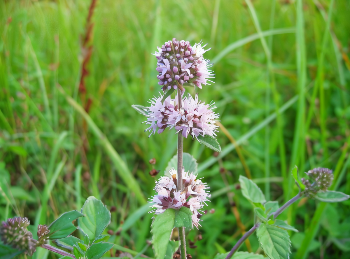 Mentha aquatica rigogliosa in un laghetto naturale, interior green design