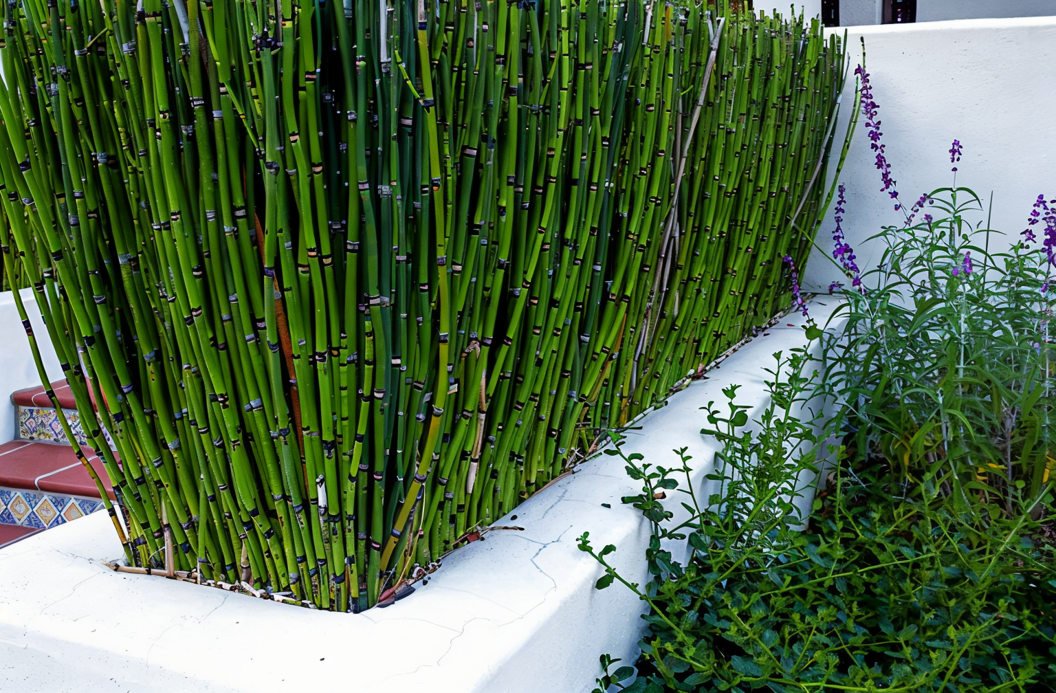 Equisetum hyemale Robustum in un giardino acquatico moderno