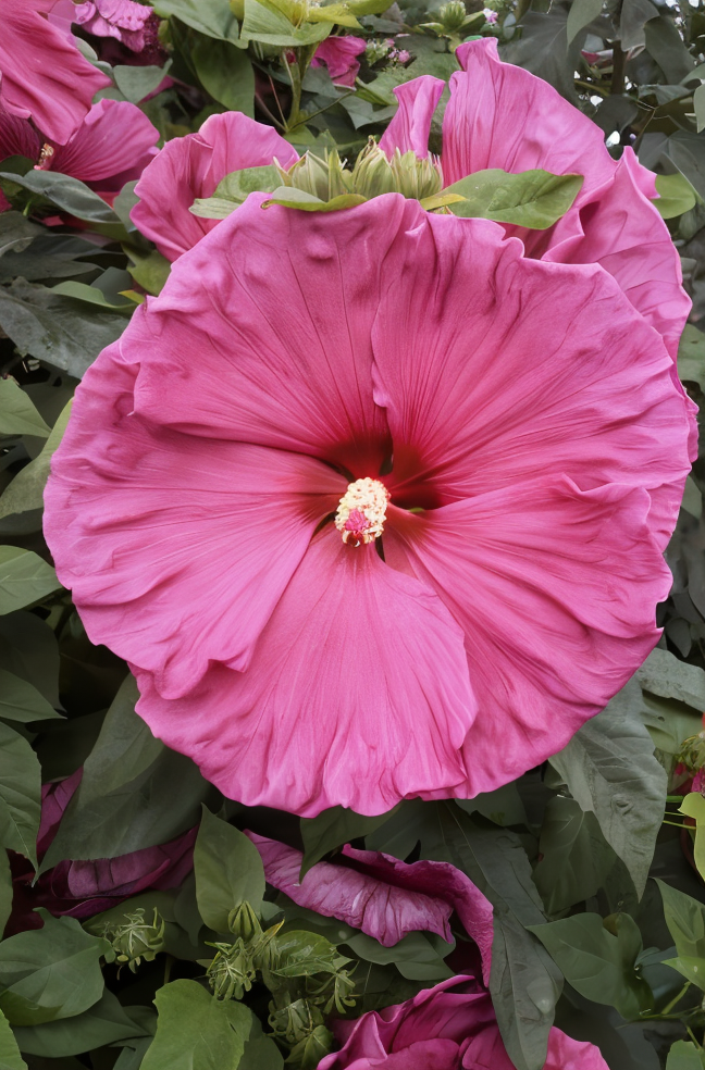 Hibiscus moscheutos 'Jazzberry Jam' in piena fioritura in un giardino acquatico