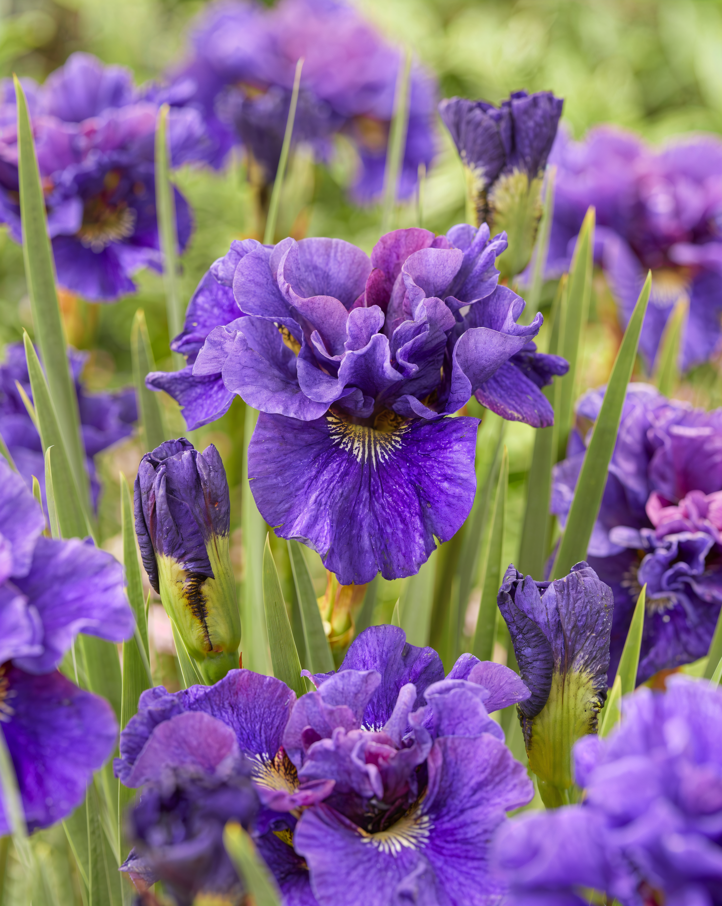 Iris sibirica 'Concord Crush' in fioritura con petali viola intenso in un giardino acquatico