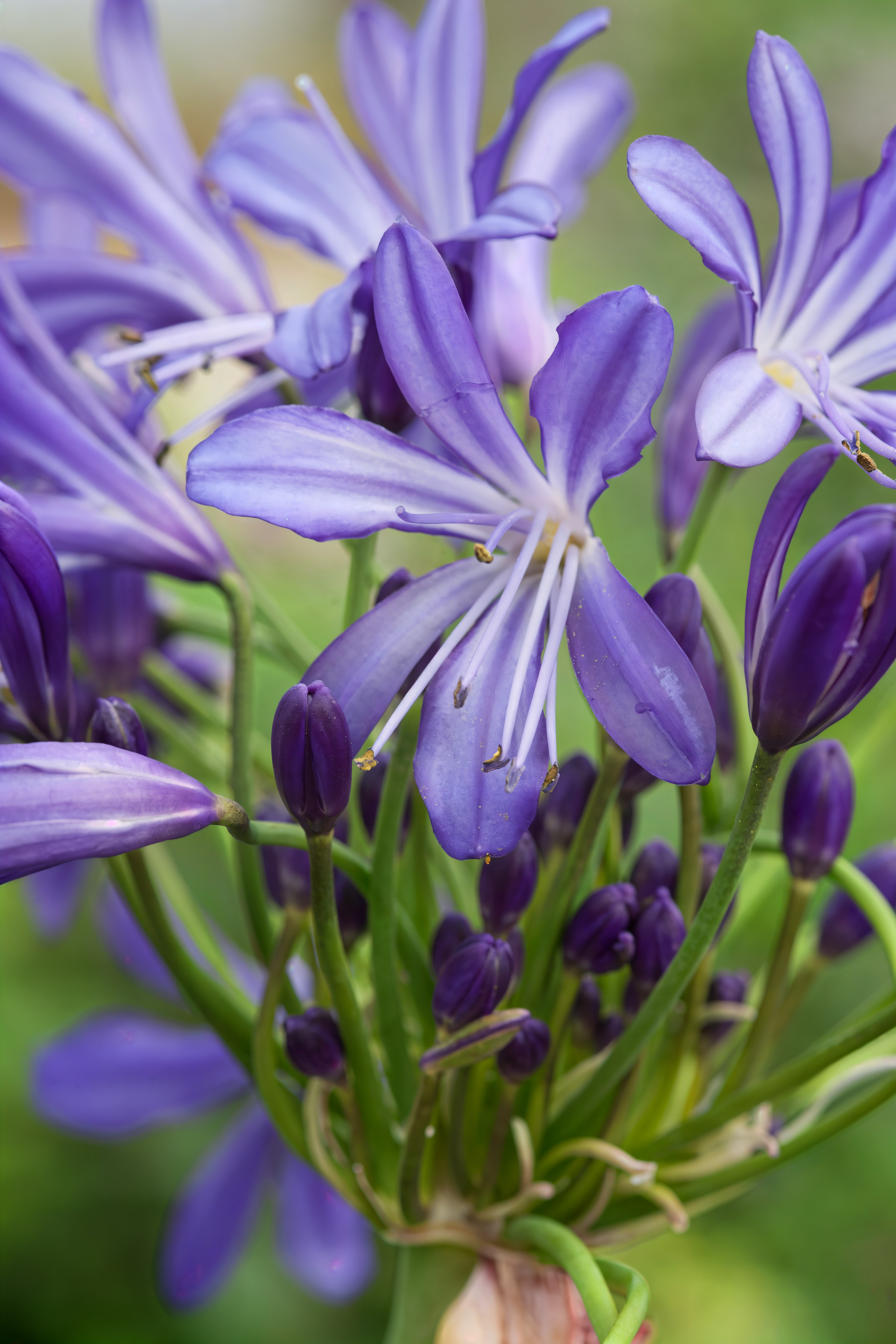 Agapanthus africanus 'African Skies' in piena fioritura con fiori blu intenso in giardino