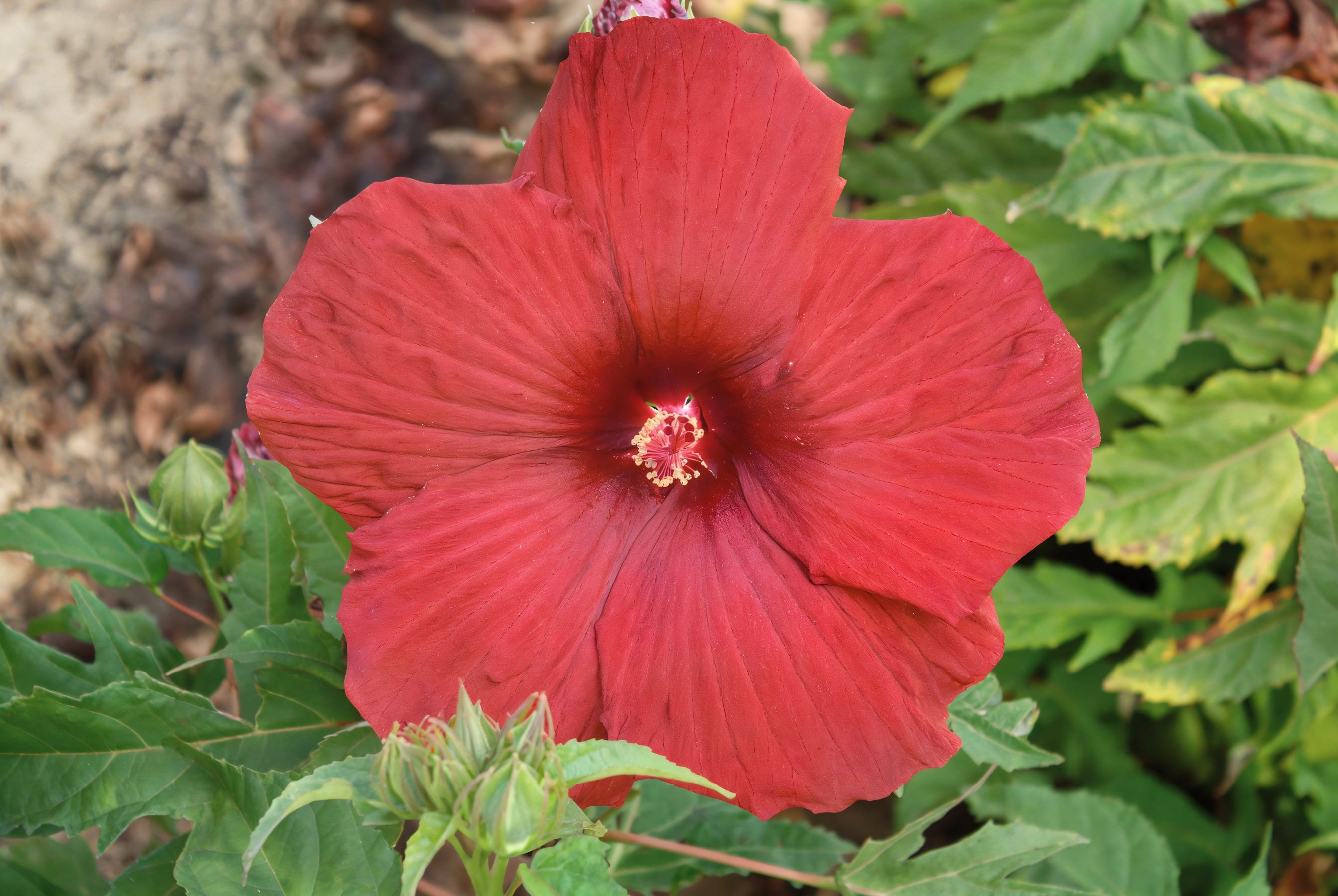 Hibiscus moscheutos My Valentine con grandi fiori rosso rubino in un giardino acquatico