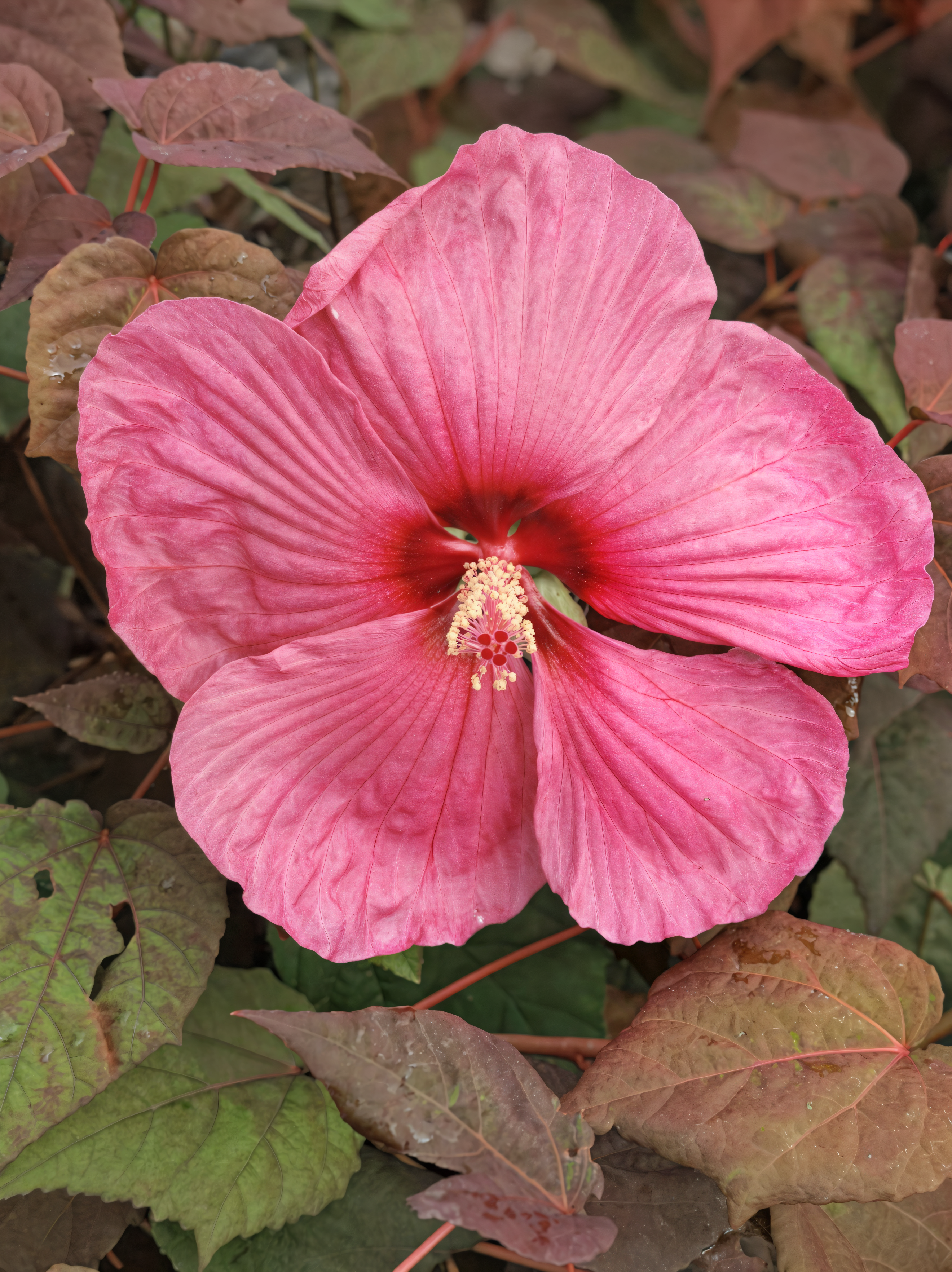 Hibiscus moscheutos Royal Gems in fiore, pianta palustre per giardino acquatico.