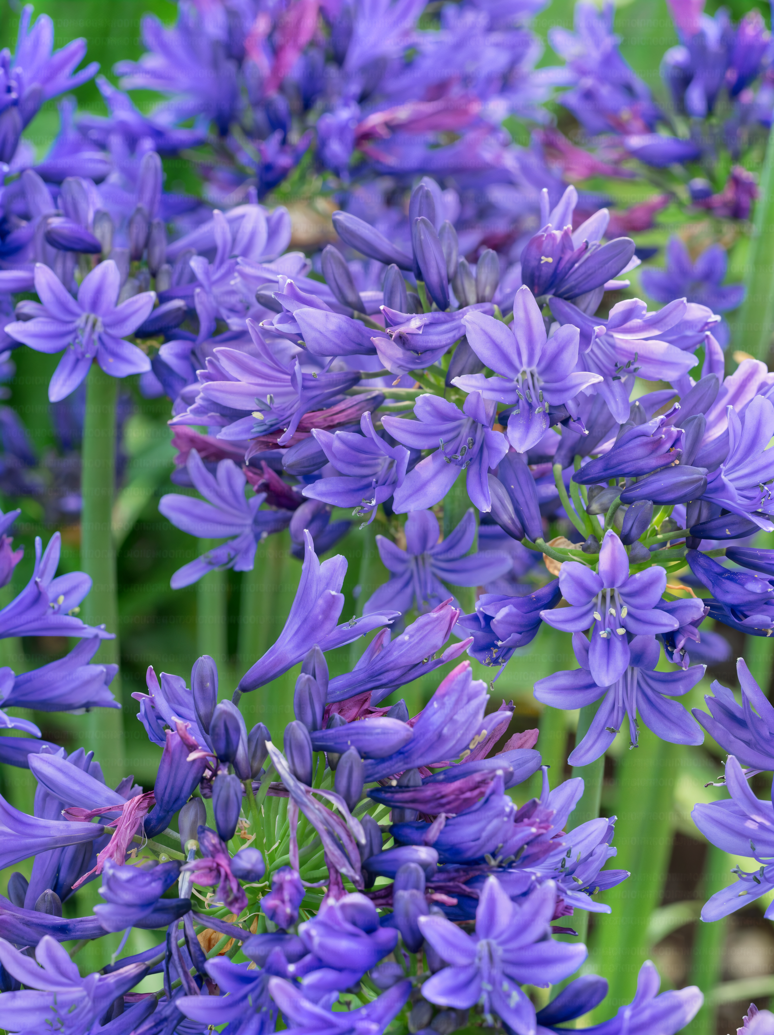 Agapanthus 'Pino' in piena fioritura in un giardino mediterraneo