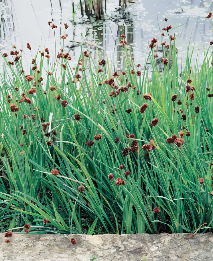 Juncus ensifolius in un laghetto ornamentale, design acquatico