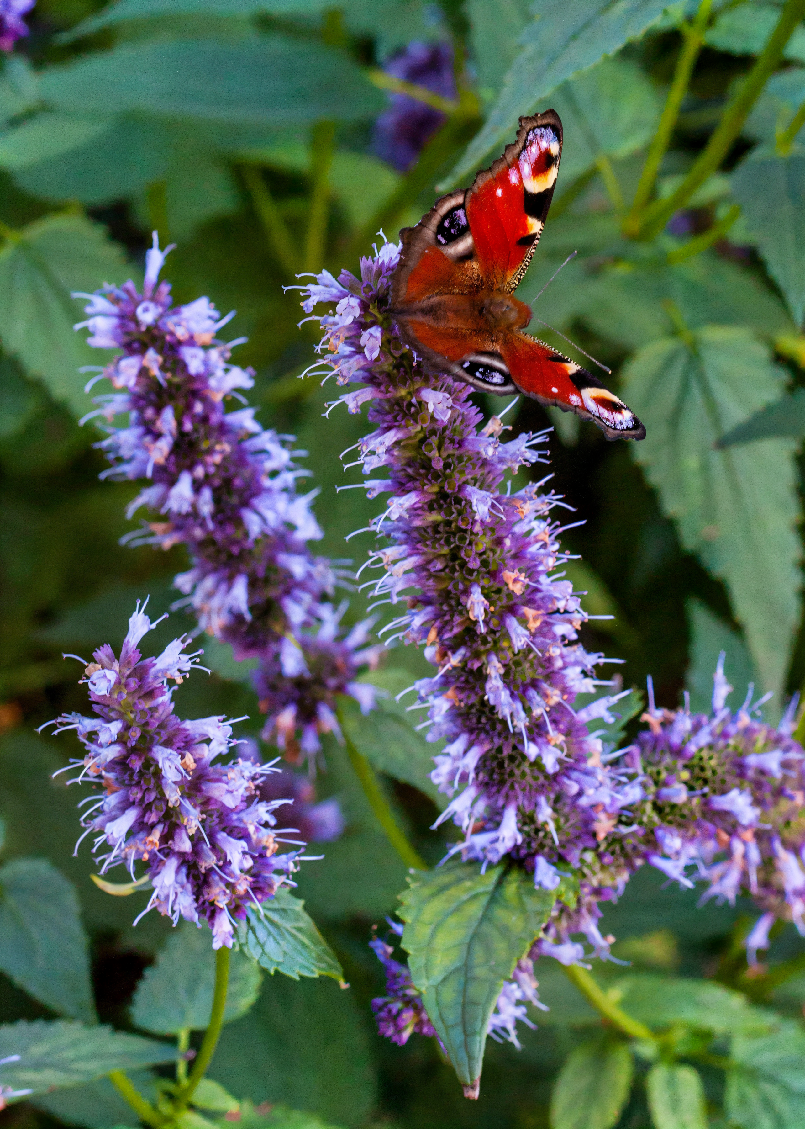 Agastache Black Adder in piena fioritura con spighe violacee in un giardino soleggiato