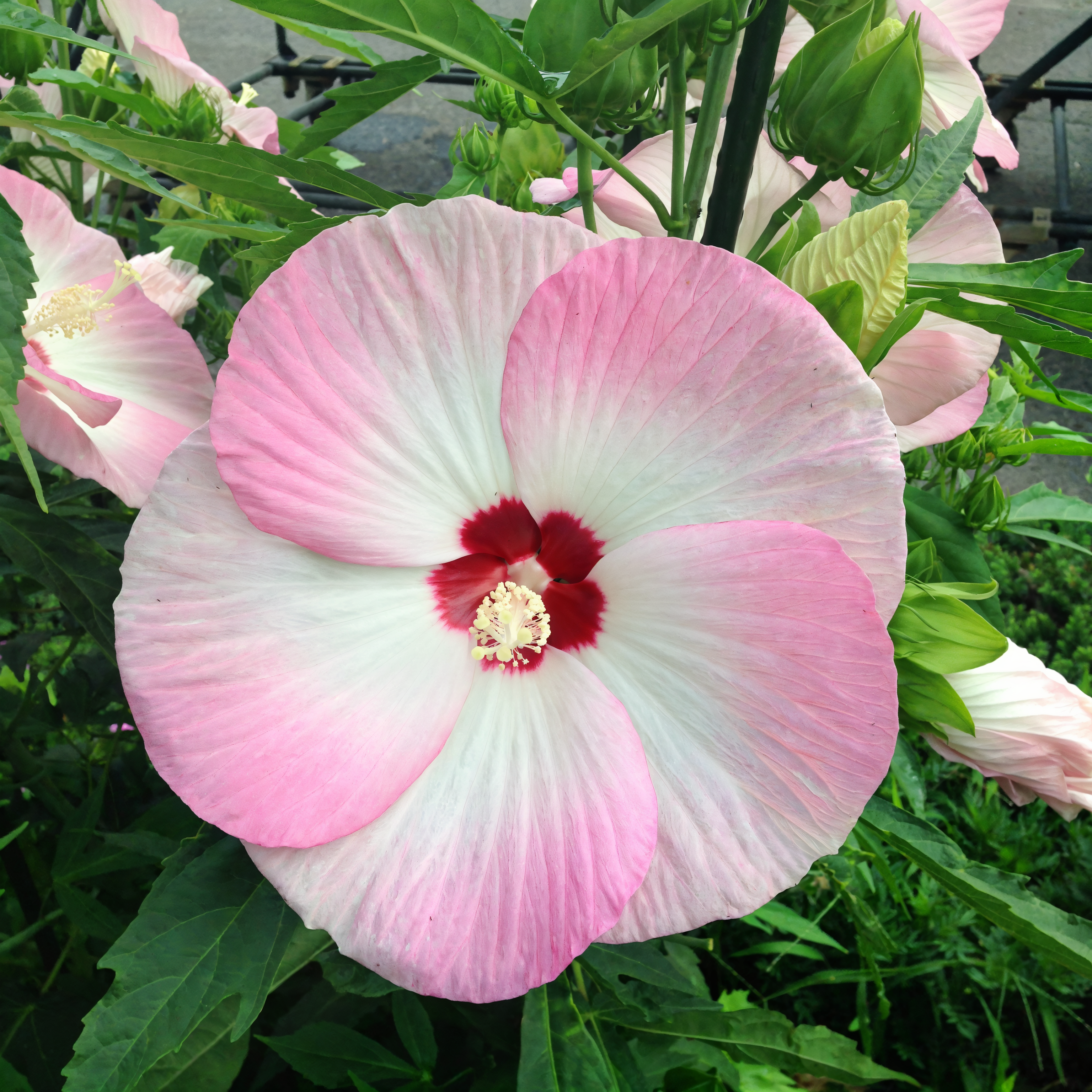 Hibiscus moscheutos 'Fujin' con grandi fiori rosa in un giardino acquatico soleggiato