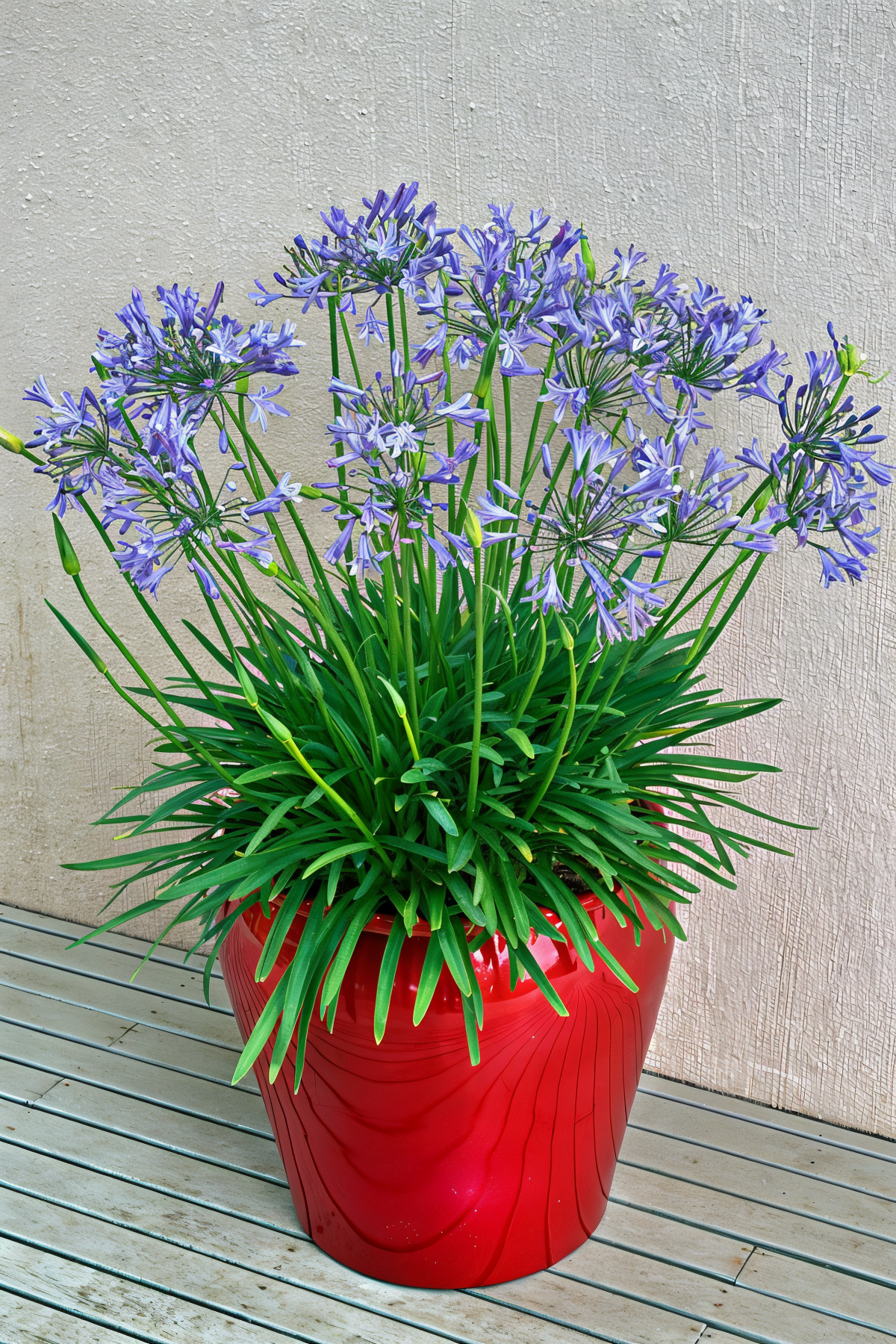Agapanthus praecox 'Bluestorm' in fiore nel giardino mediterraneo