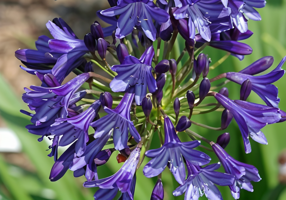 Agapanthus 'Northern Star' in fiore, fiori blu scuro, giardino moderno