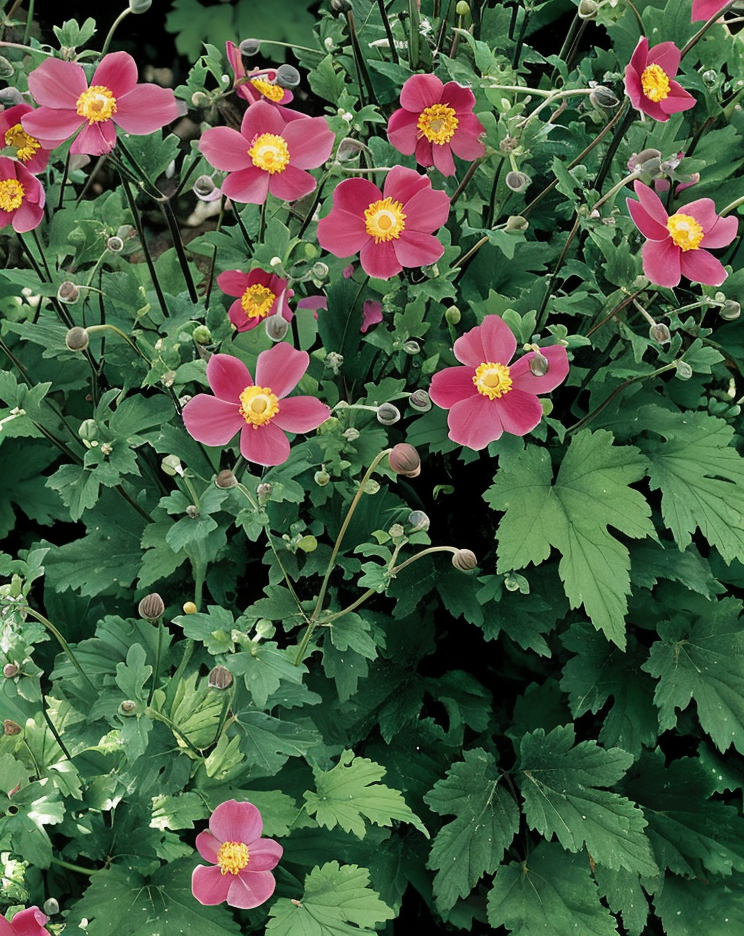 Anemone x hybrida 'September Charm' in fiore in un giardino autunnale