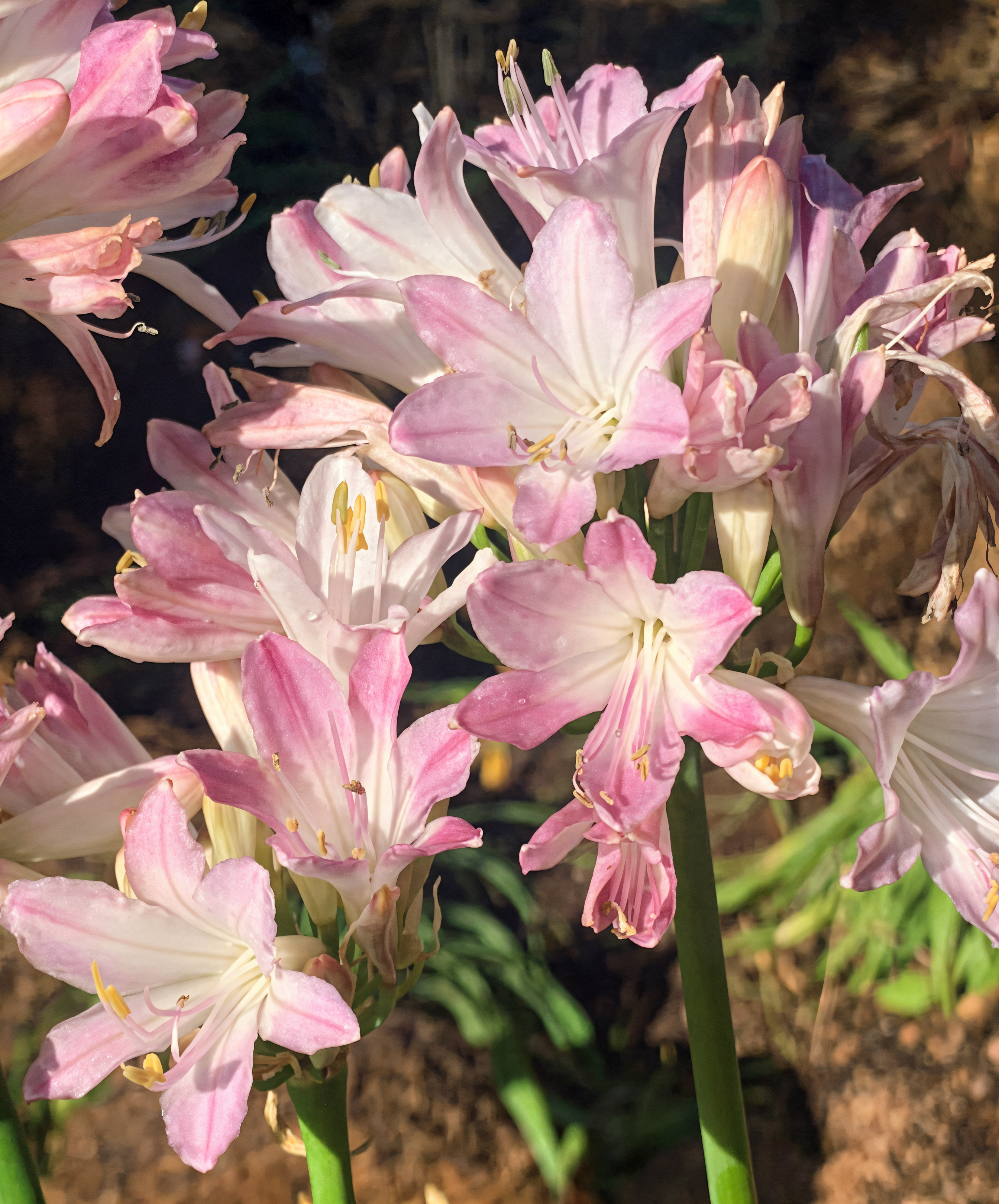 Agapanthus 'Blush Pink' in piena fioritura con delicati fiori rosa, ideale per interior green design esterno