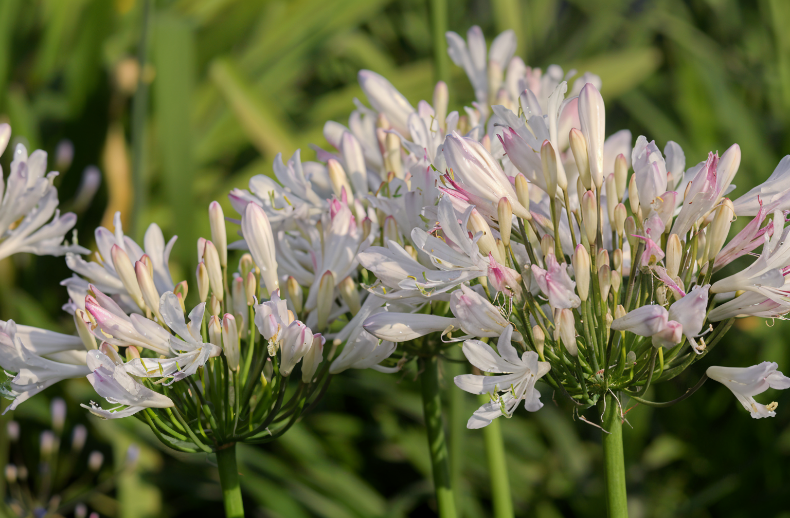 Agapanthus 'Strawberry Ice' in fiore in un giardino mediterraneo