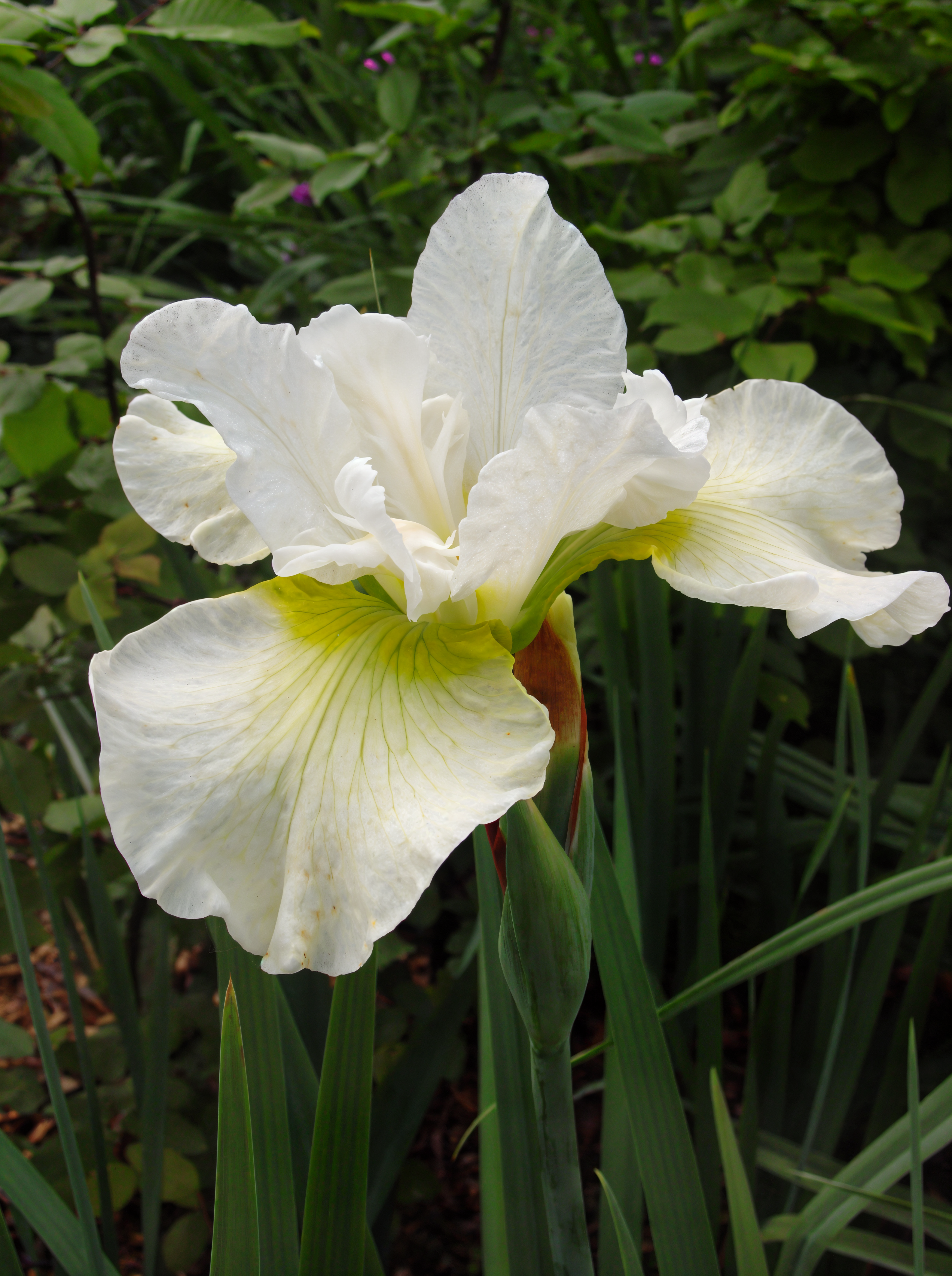 Iris sibirica Harpswell Happiness fiorito con petali bianchi e macchie gialle in un giardino acquatico