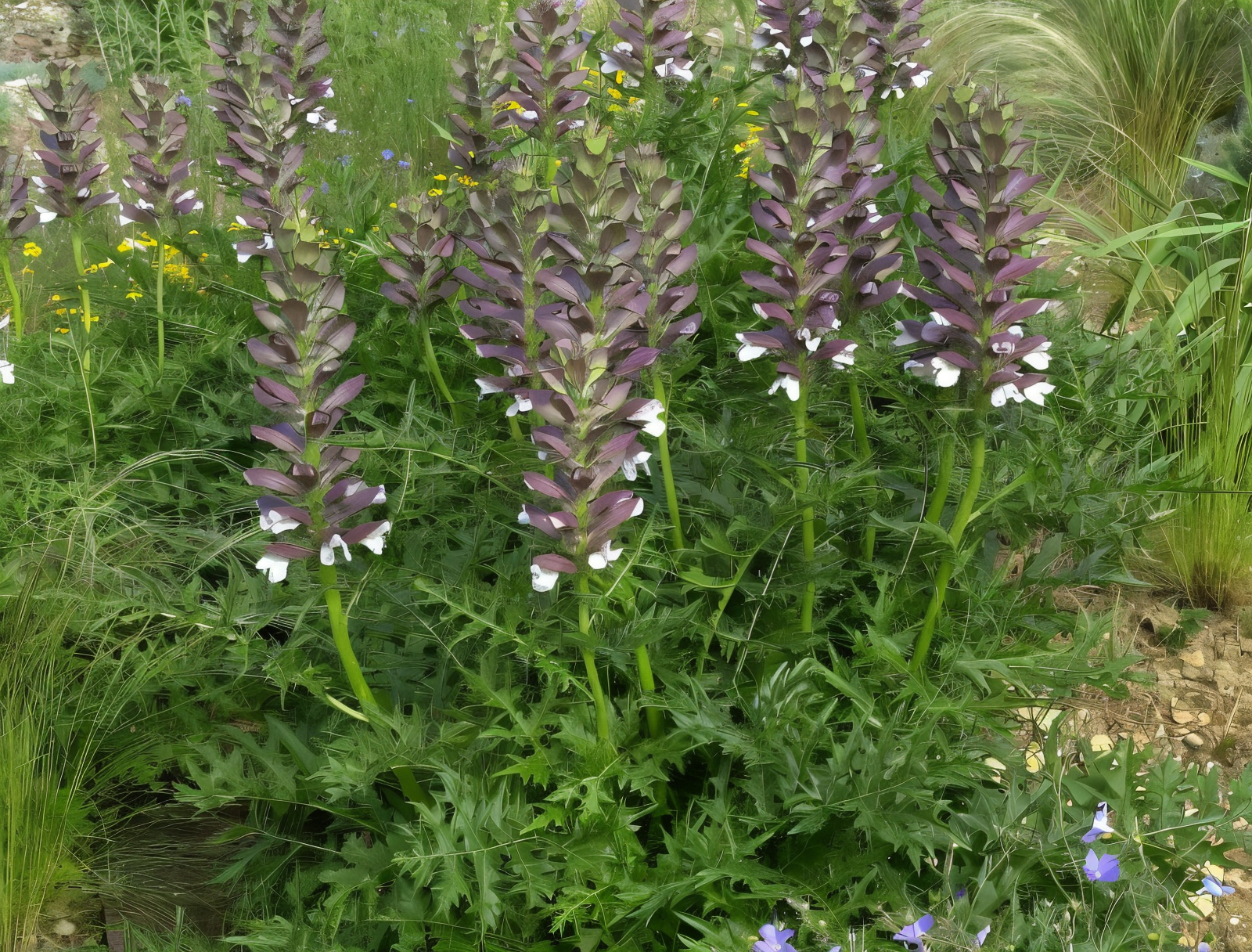 Acanthus spinosus 'Sennii' in piena fioritura in un giardino mediterraneo
