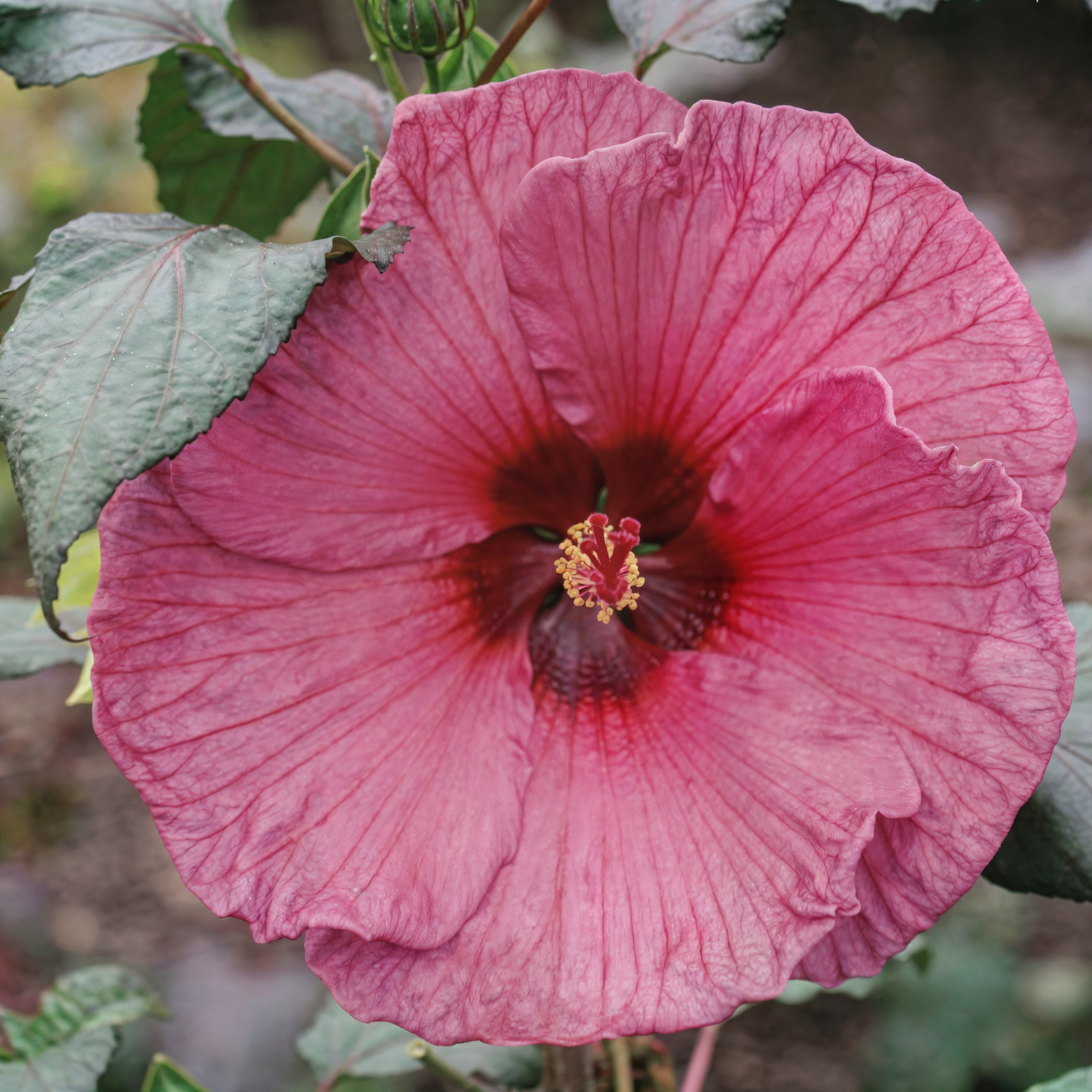 Hibiscus moscheutos Fantasia in piena fioritura in un giardino acquatico