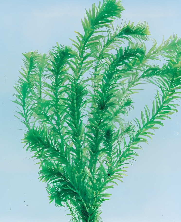 Elodea densa, pianta acquatica ossigenante in un laghetto naturale