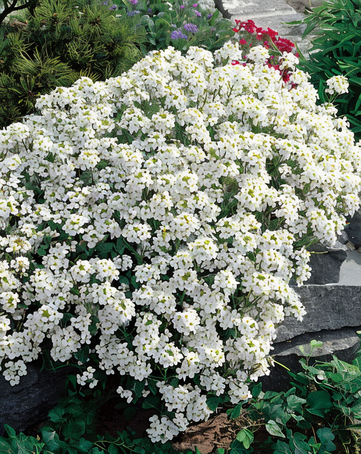 Arabis caucasica 'Schneehaube' in piena fioritura, tappeto bianco in giardino roccioso